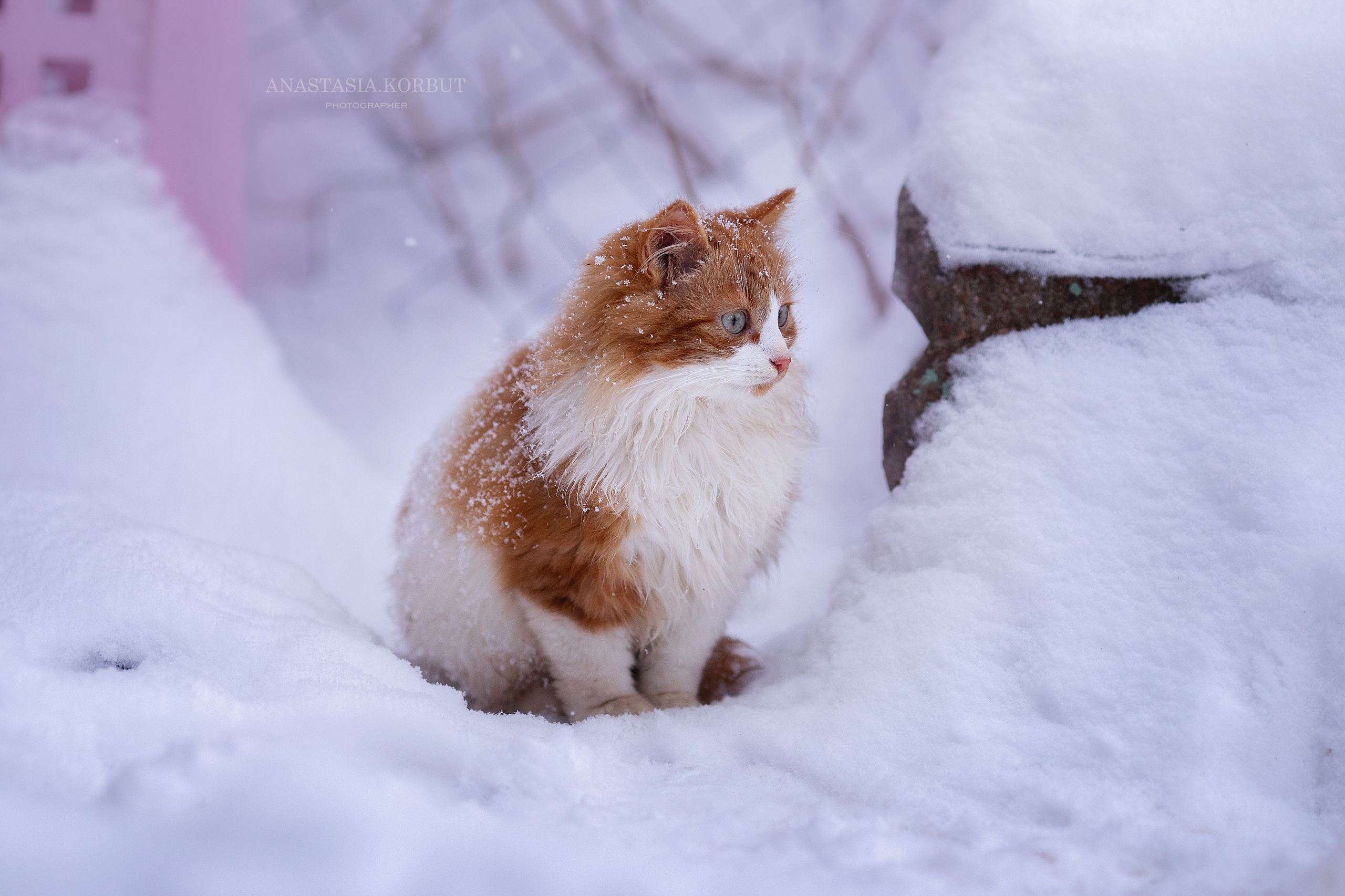 Котята в добрые руки. Арт фотограф в Минске Анастасия Корбут