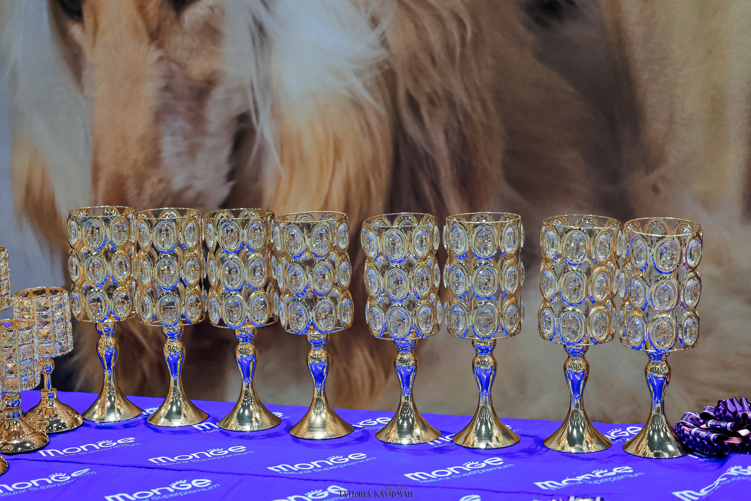 выставка собак в Новосибирске ABSOLUT WINNER-2026, Рейтинговая выставка собак