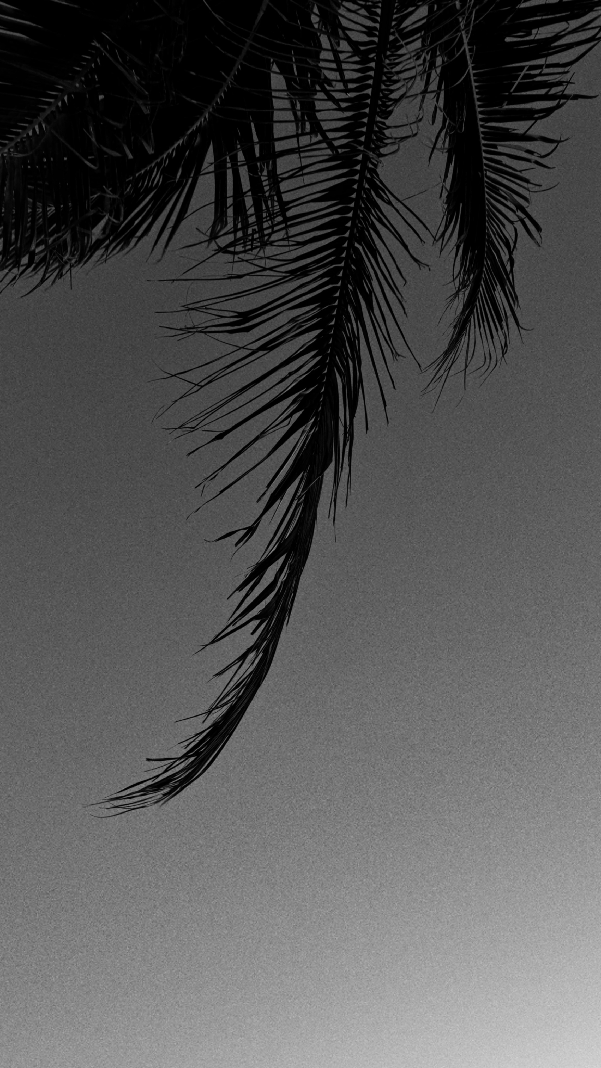 WIND. Виолетта Скрипка