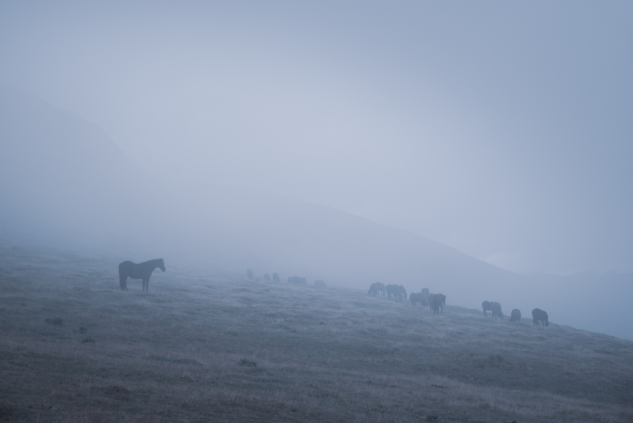 Лошади пасутся в тумане