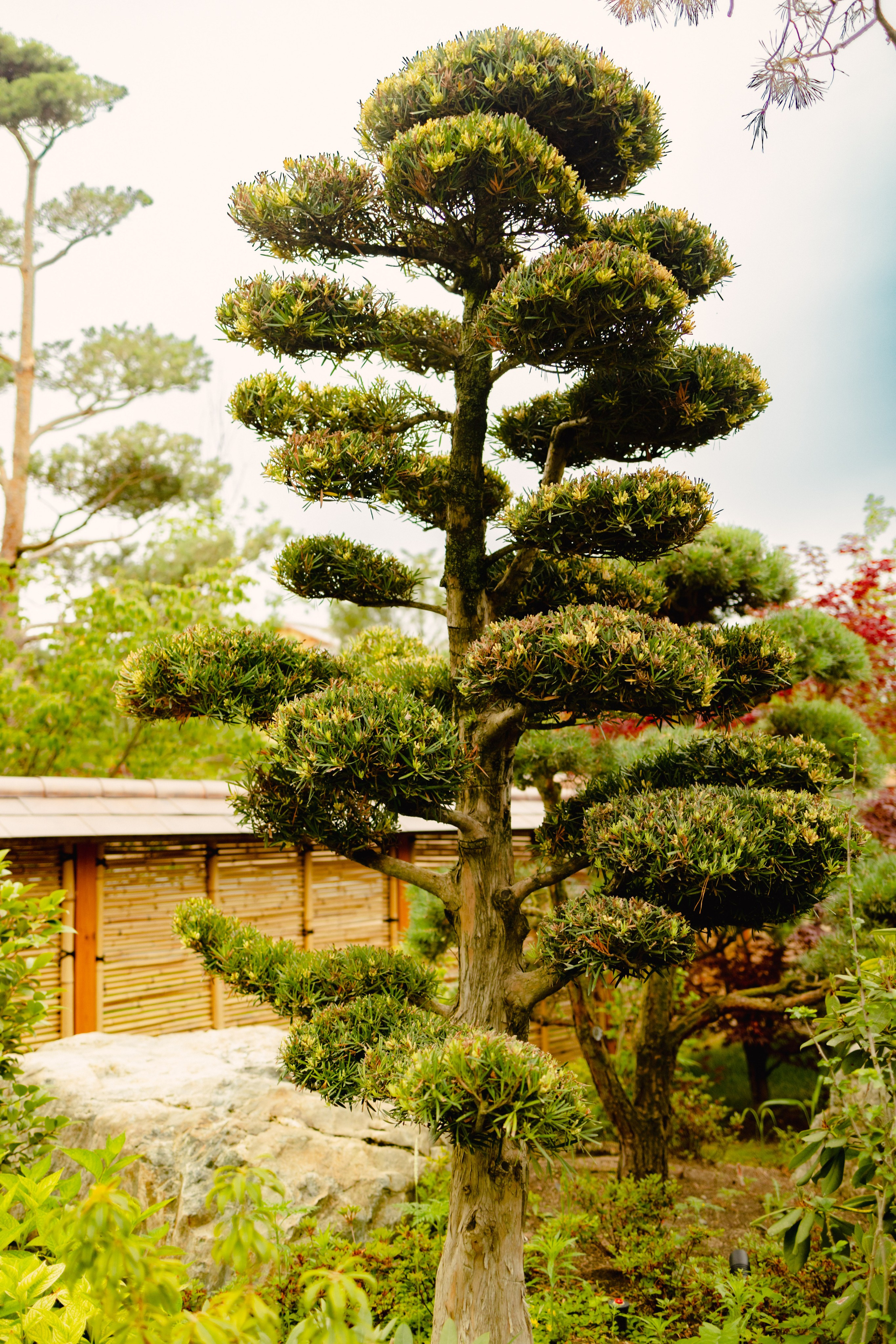 Японский сад в Краснодаре. Профессиональный фотограф и видеооператор