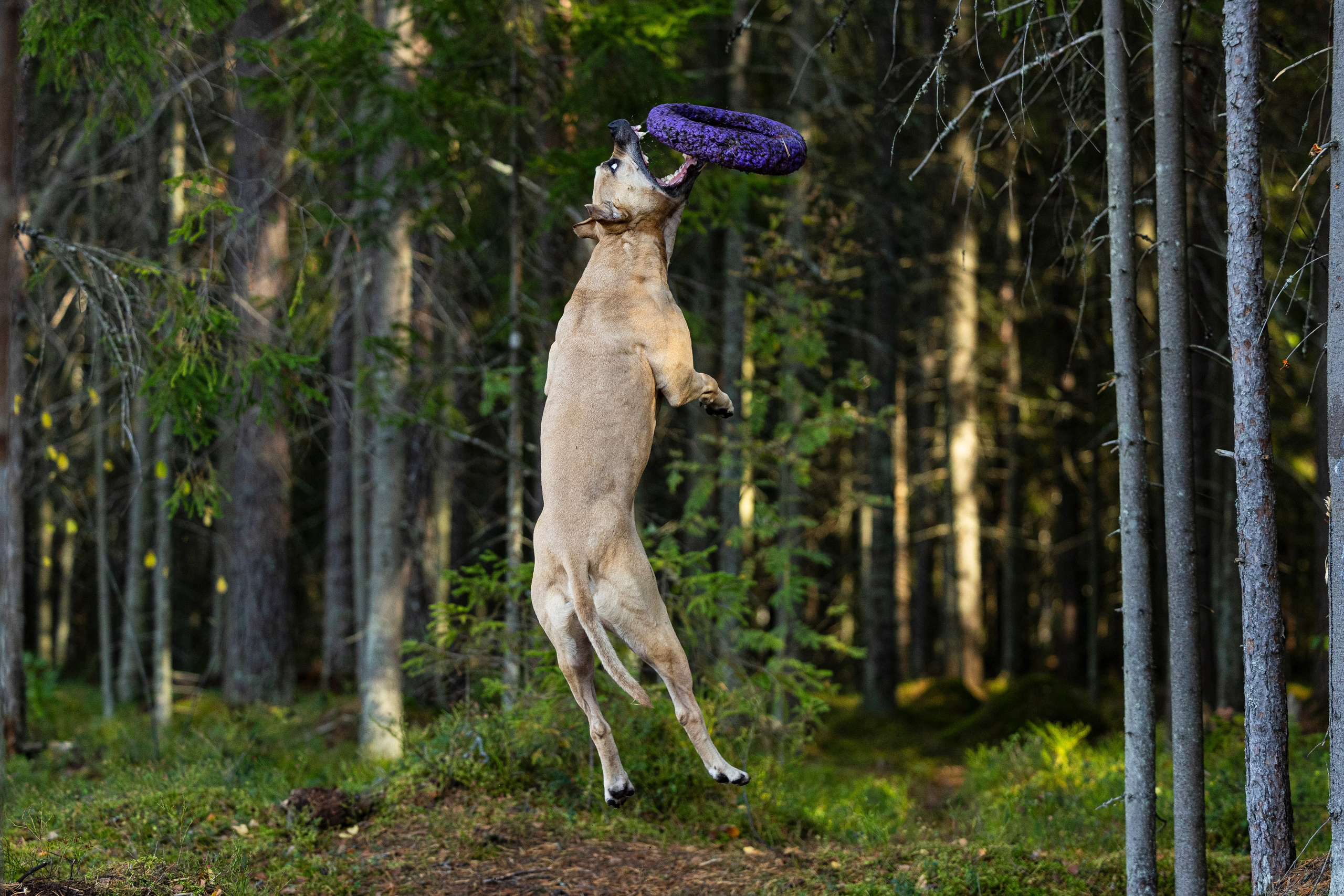 Фобос. Фотограф-анималист Анна Маринич