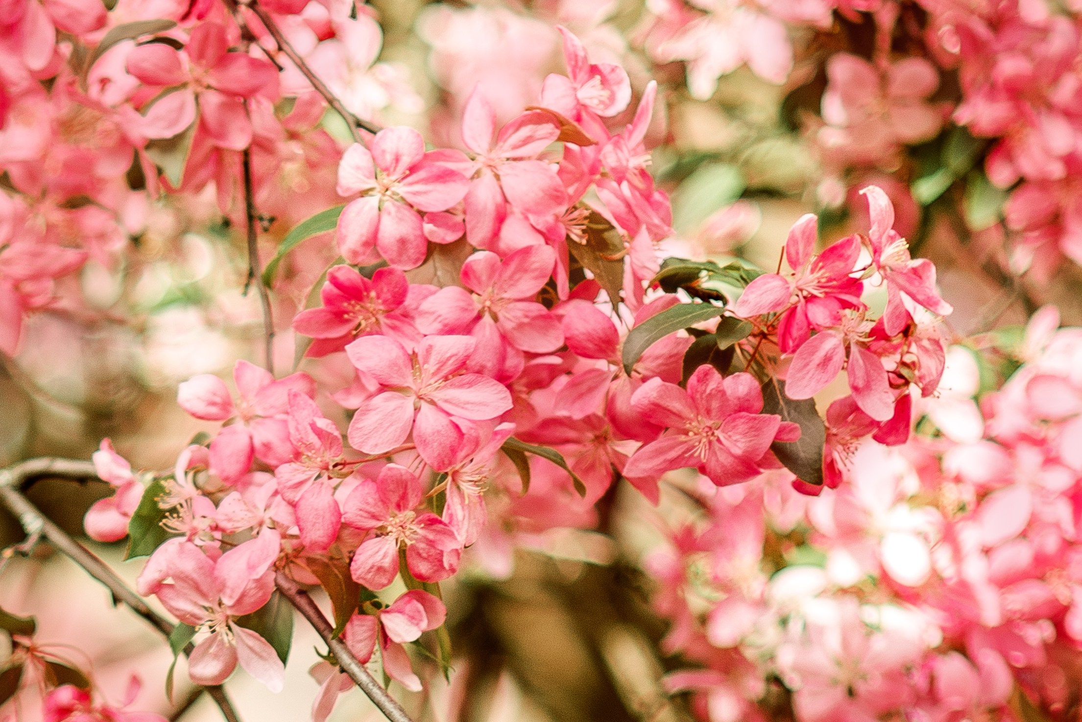 Цветение. Фотограф Юлия Попова