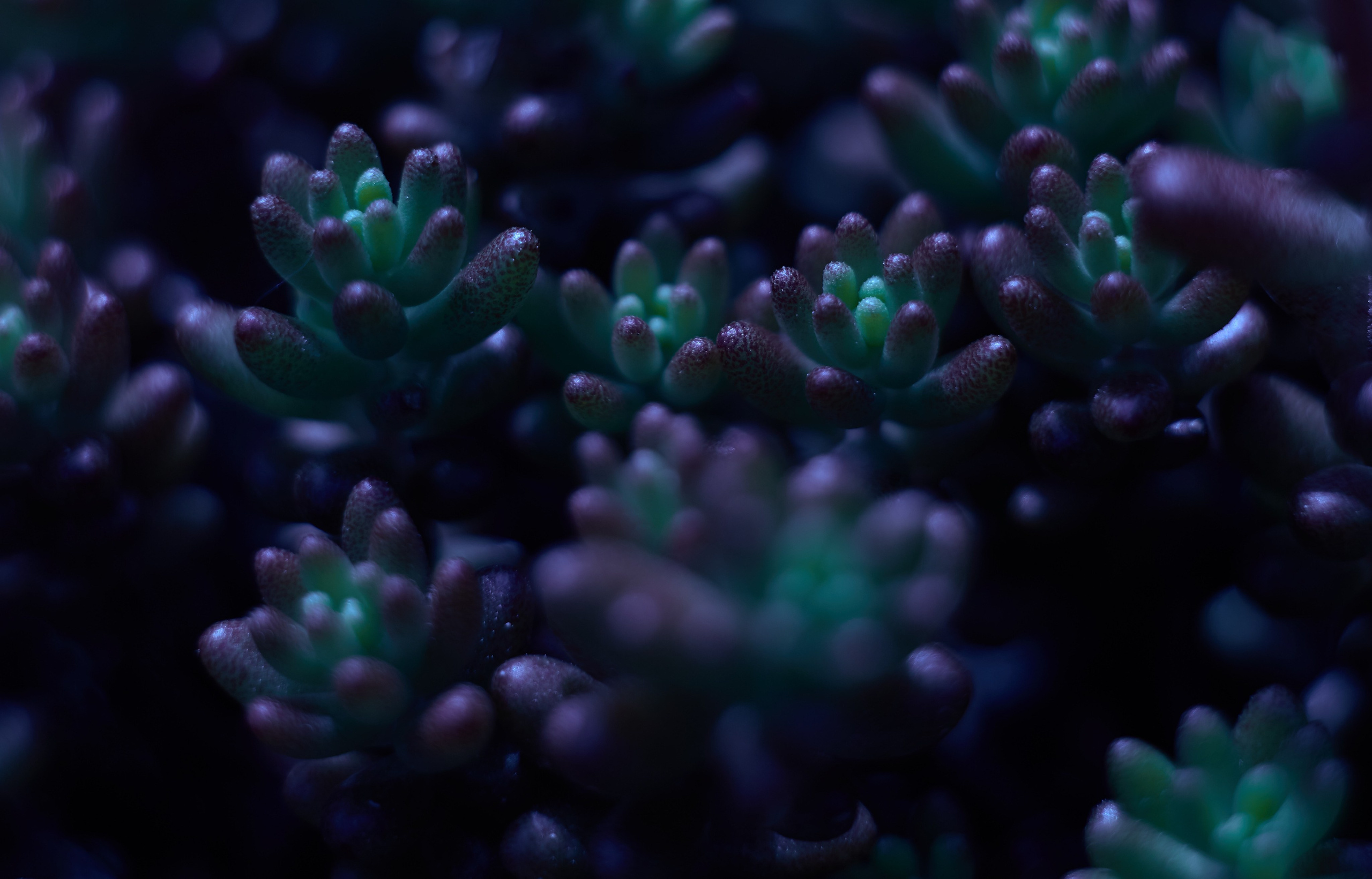 Art пейзаж. Фотограф Анастасия Федорова  Санкт-Петербург