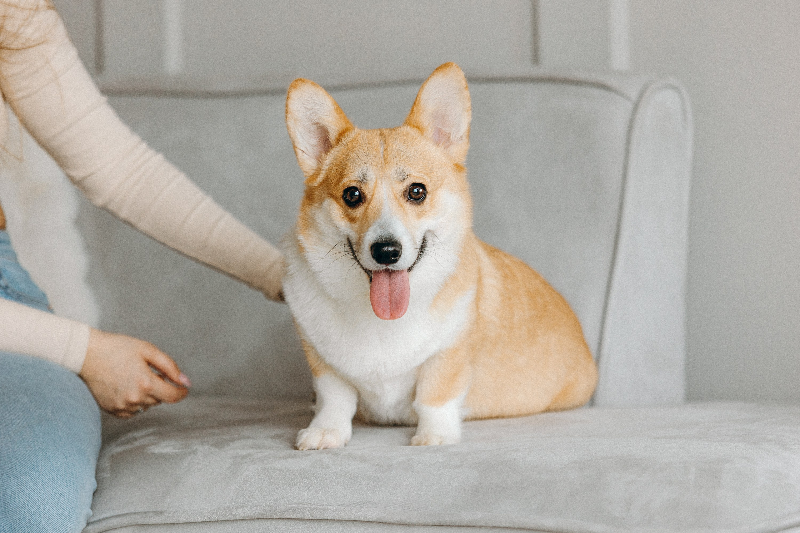 Семья с корги. Фотограф. Фотограф-анималист. Москва
