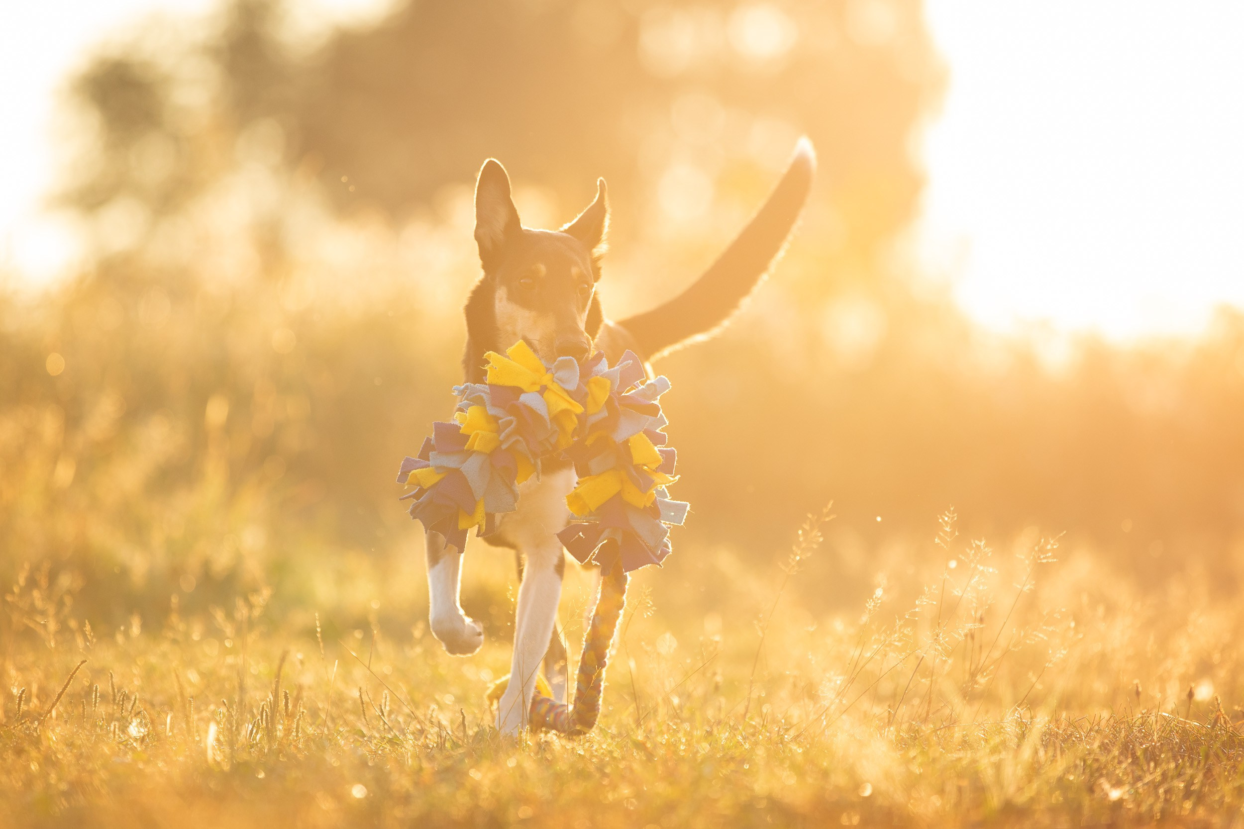 Наташа и короткошерстные колли. Фотограф-анималист в Москве и Московской области Татьяна Фролова