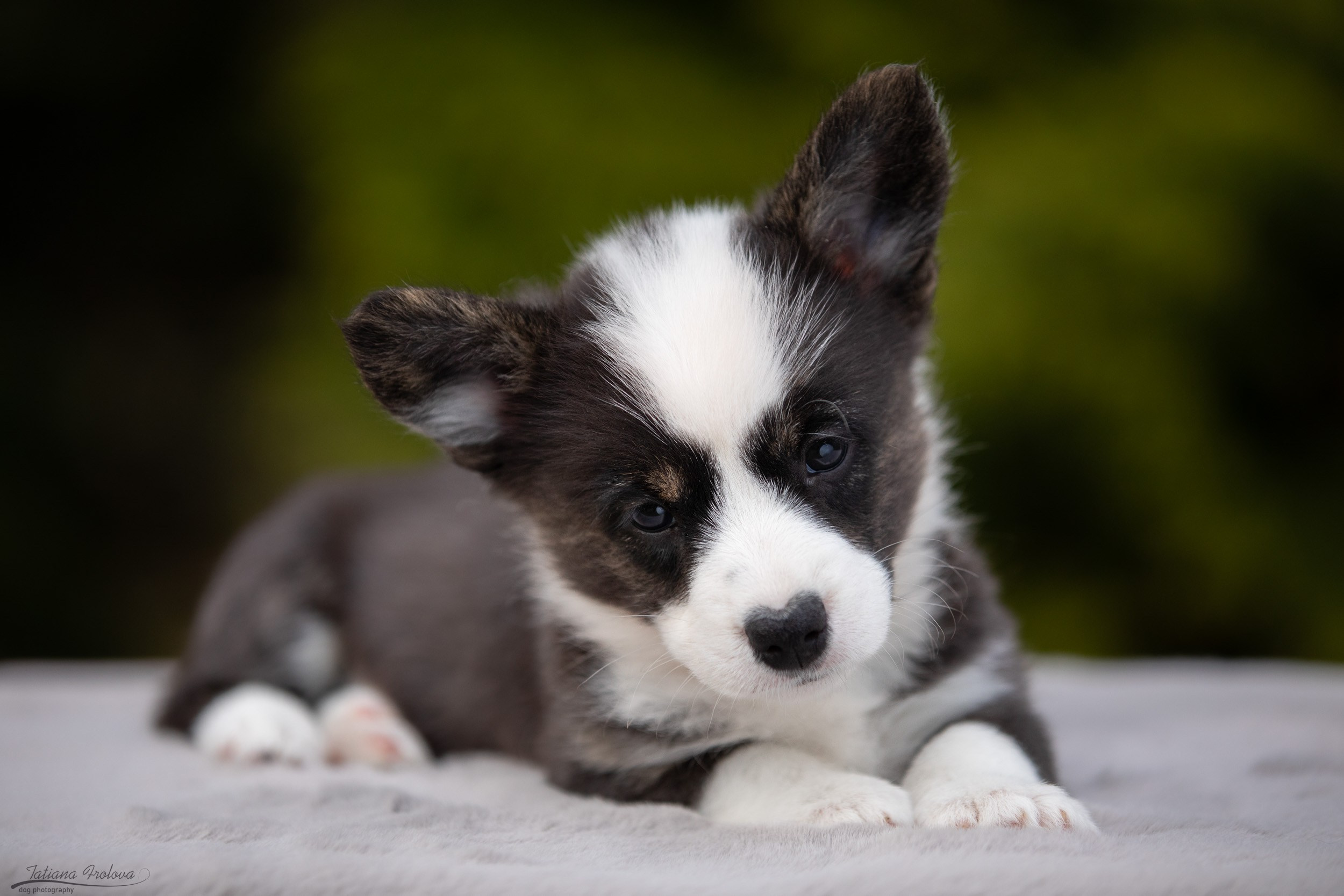 Съемка помета щенков для продажи на улице. Фотограф-анималист в Москве и Московской области Татьяна Фролова