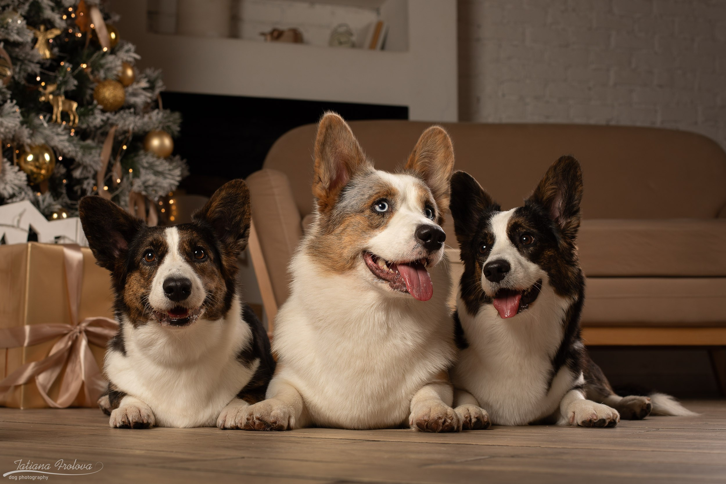 Фотосессия с собаками на новогоднюю тему в студии. Фотограф-анималист в Москве и Московской области Татьяна Фролова