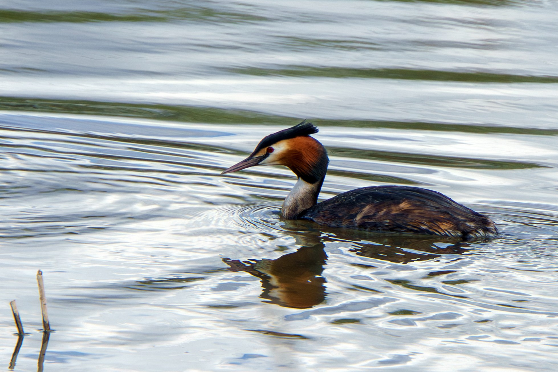 Удивительные мир птиц. Вокруг нас столько прекрасного — присмотритесь!. Ваш личный фотограф Марина Волкова