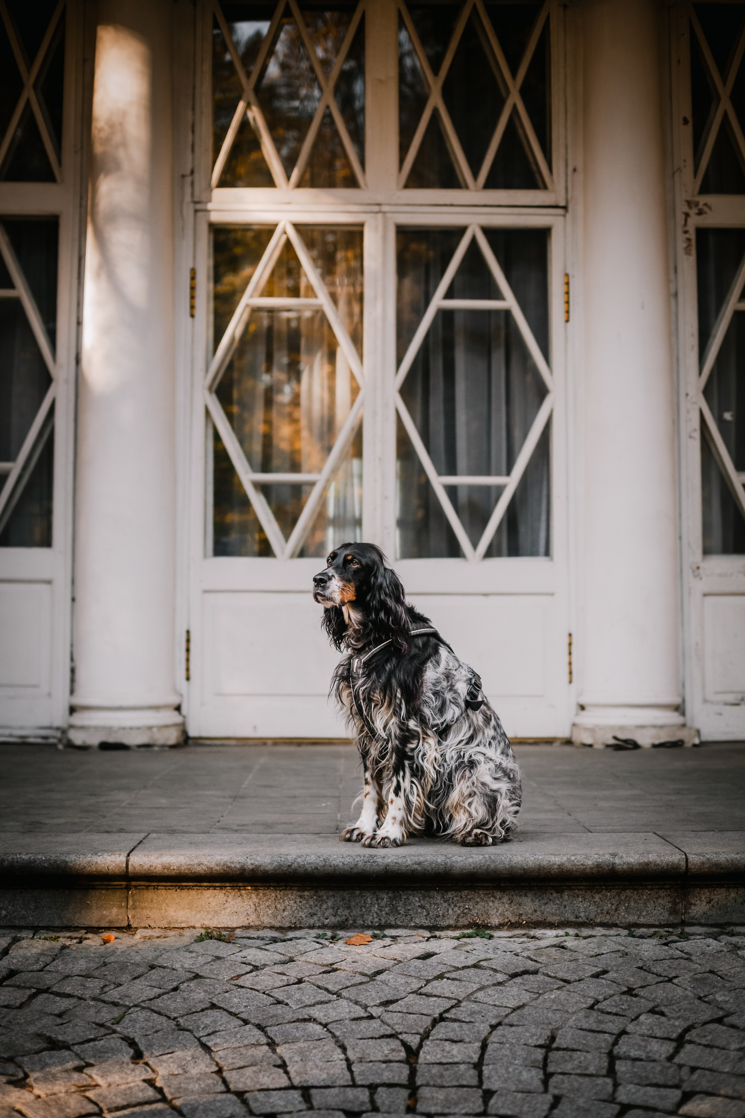Света, Хайди, Богдана. Фотограф-анималист Татьяна Степанова