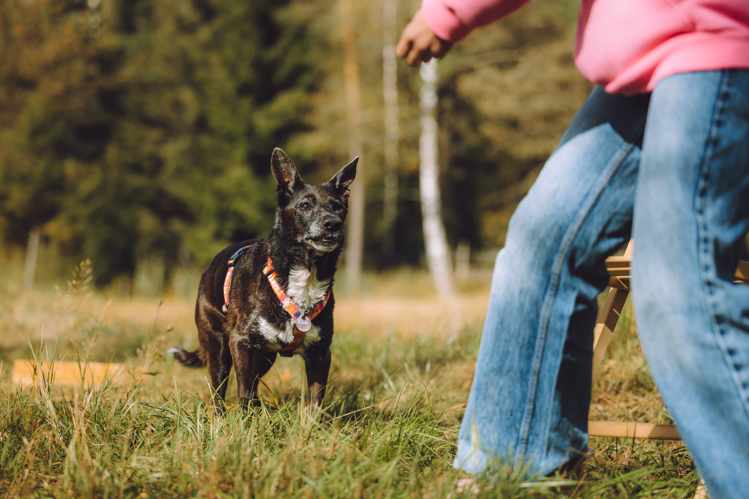 Выездной дог-тренинг от школы «Шерсть имею», Тованово