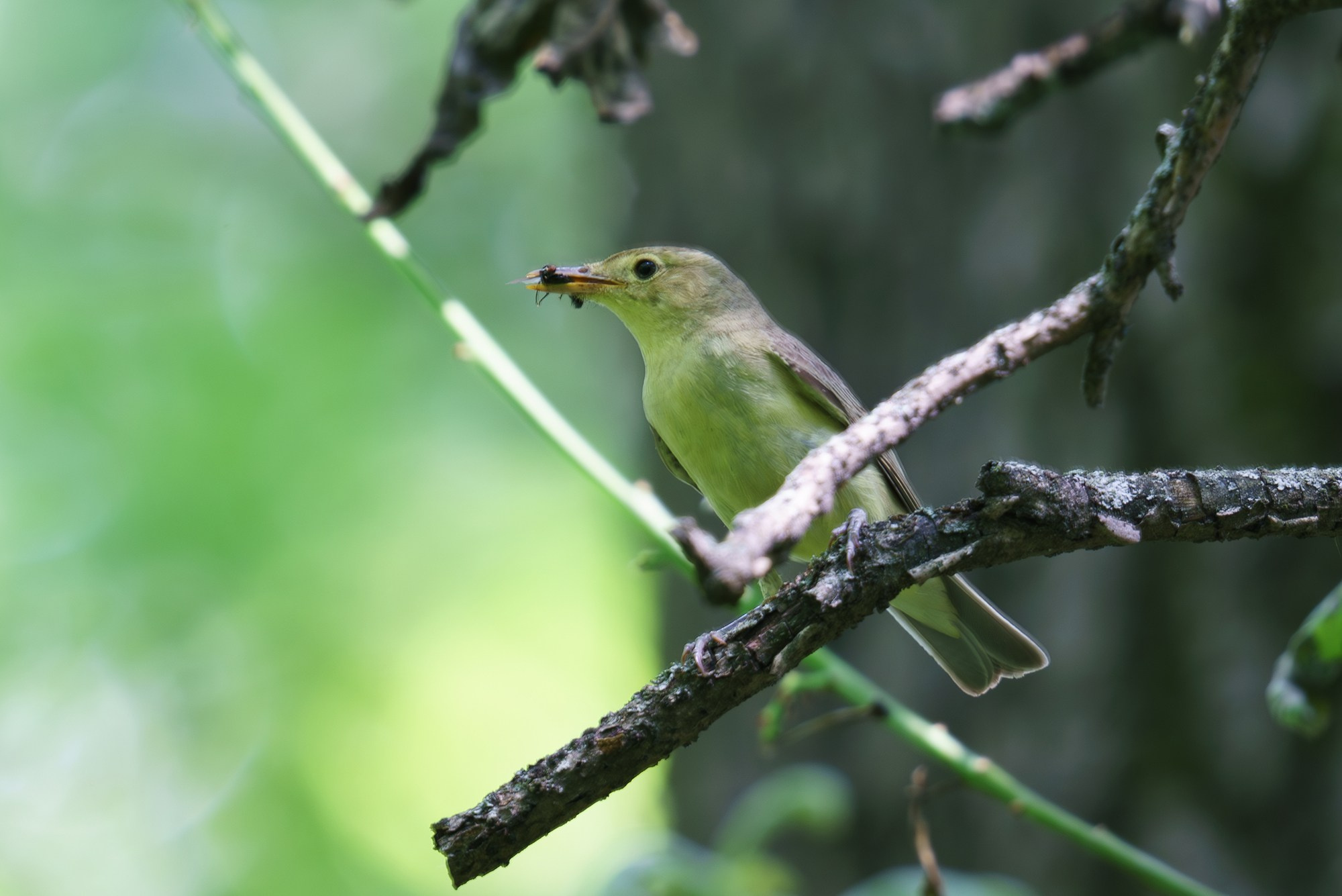 Удивительные мир птиц. Вокруг нас столько прекрасного — присмотритесь!. Ваш личный фотограф Марина Волкова