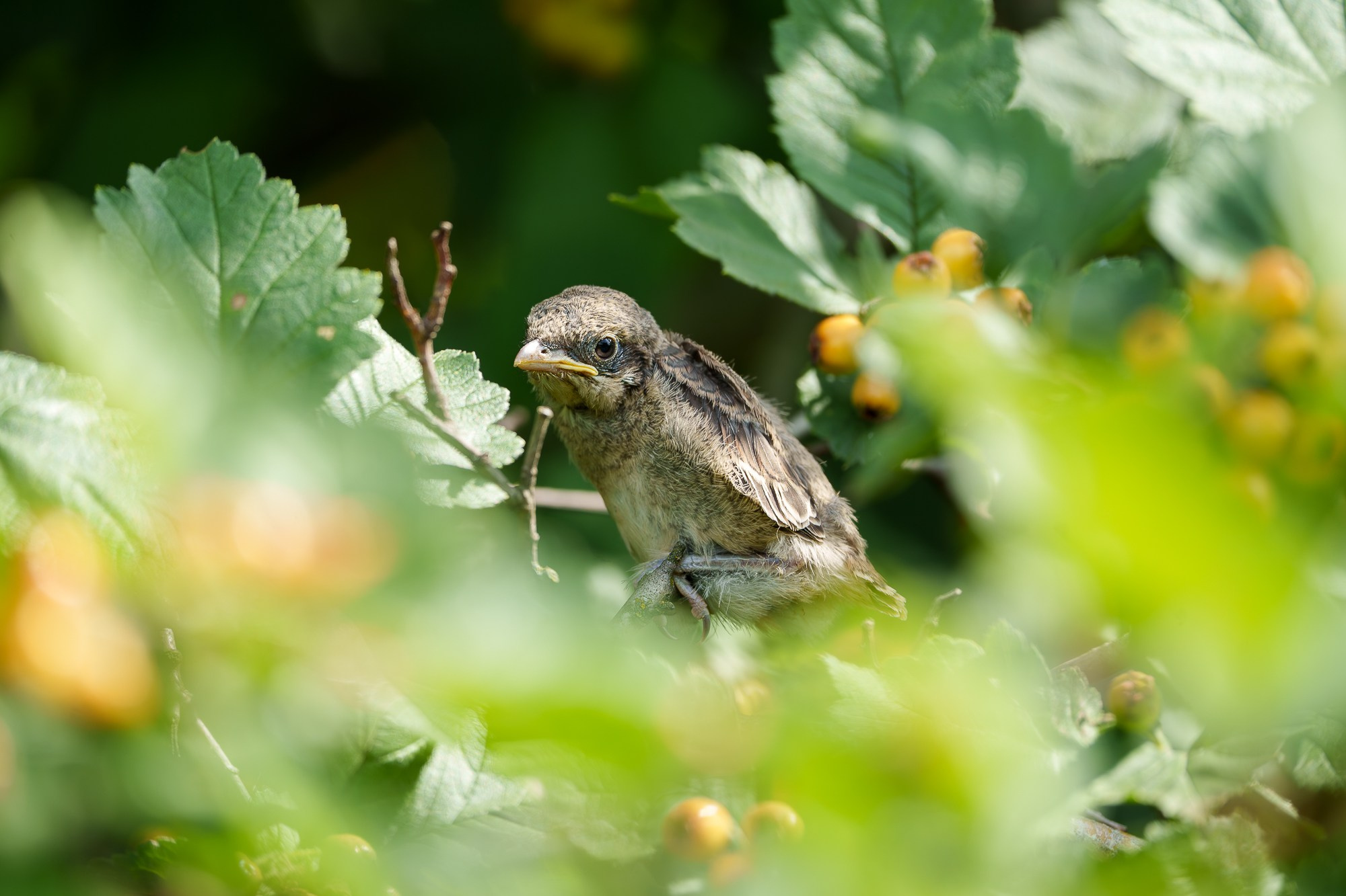 Удивительные мир птиц. Вокруг нас столько прекрасного — присмотритесь!. Ваш личный фотограф Марина Волкова