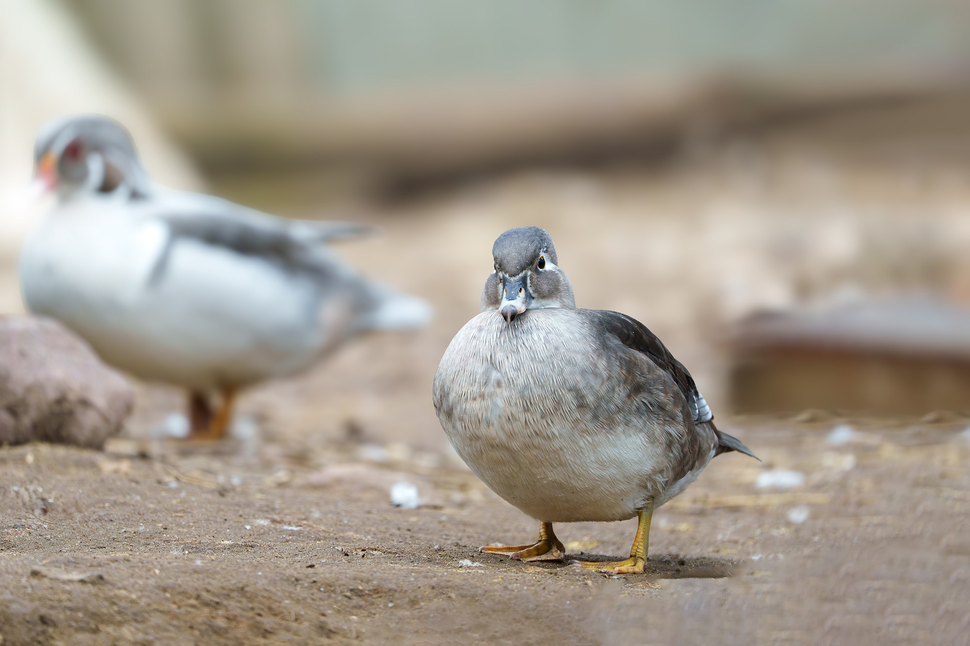 Удивительные мир птиц. Вокруг нас столько прекрасного — присмотритесь!. Ваш личный фотограф Марина Волкова