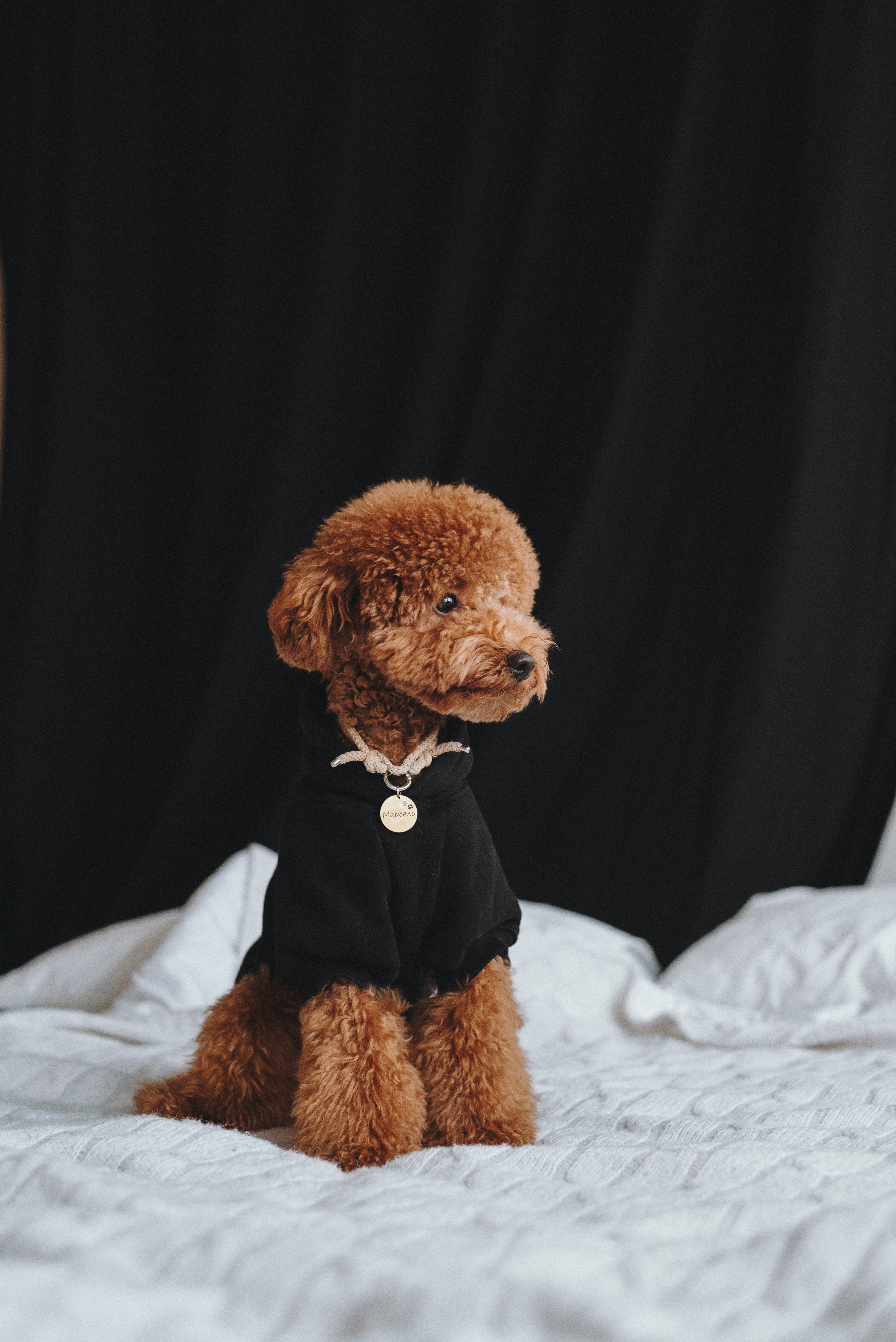 Alena & Marsel. Natalia Finch Photography — Family, Kids & Pet Photographer in Chicago, IL