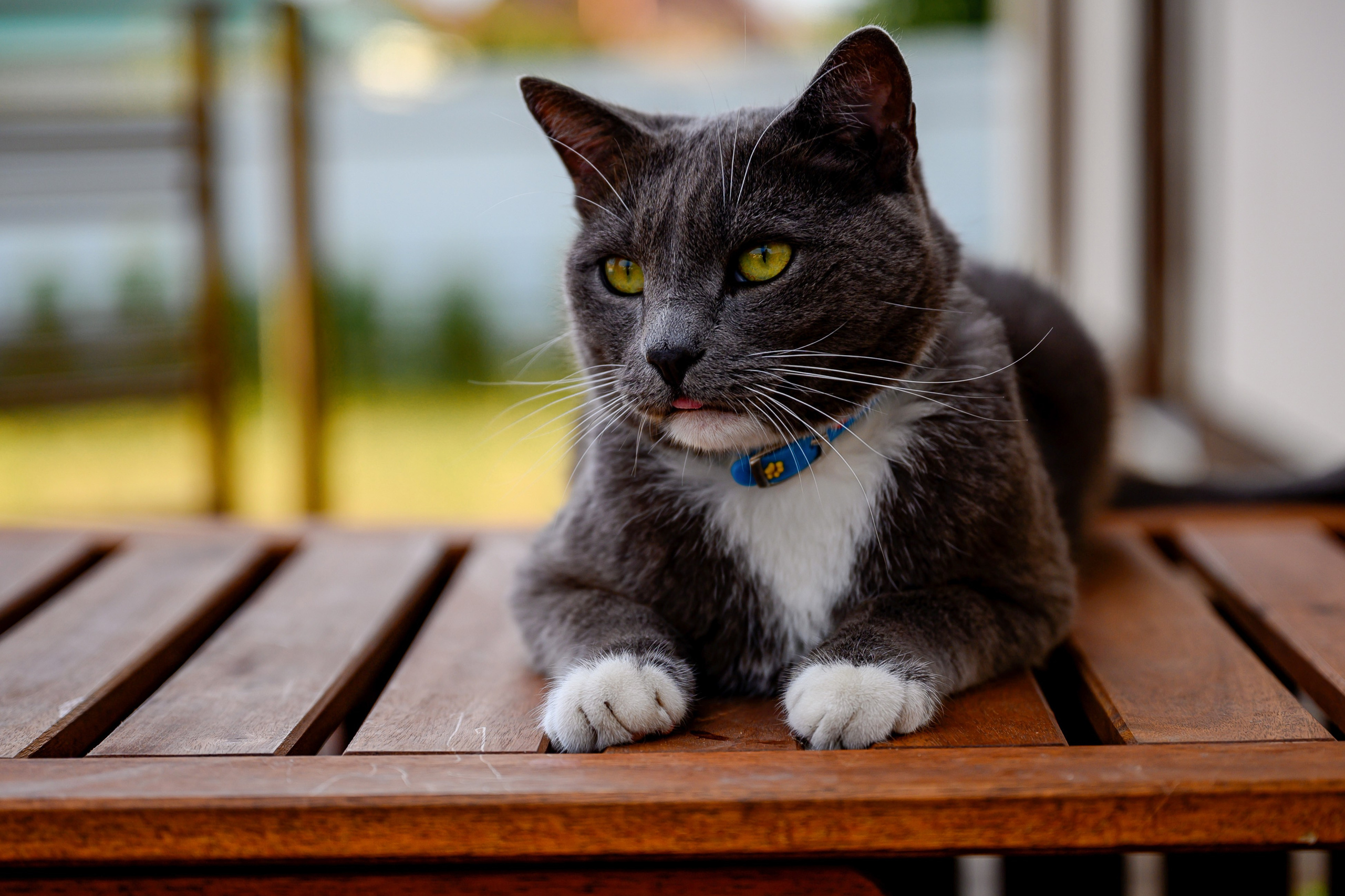 Спаниель и Лабрадоры. Bazarkom-photo.ru Фотограф Виктор Оськин в Старом Осколе