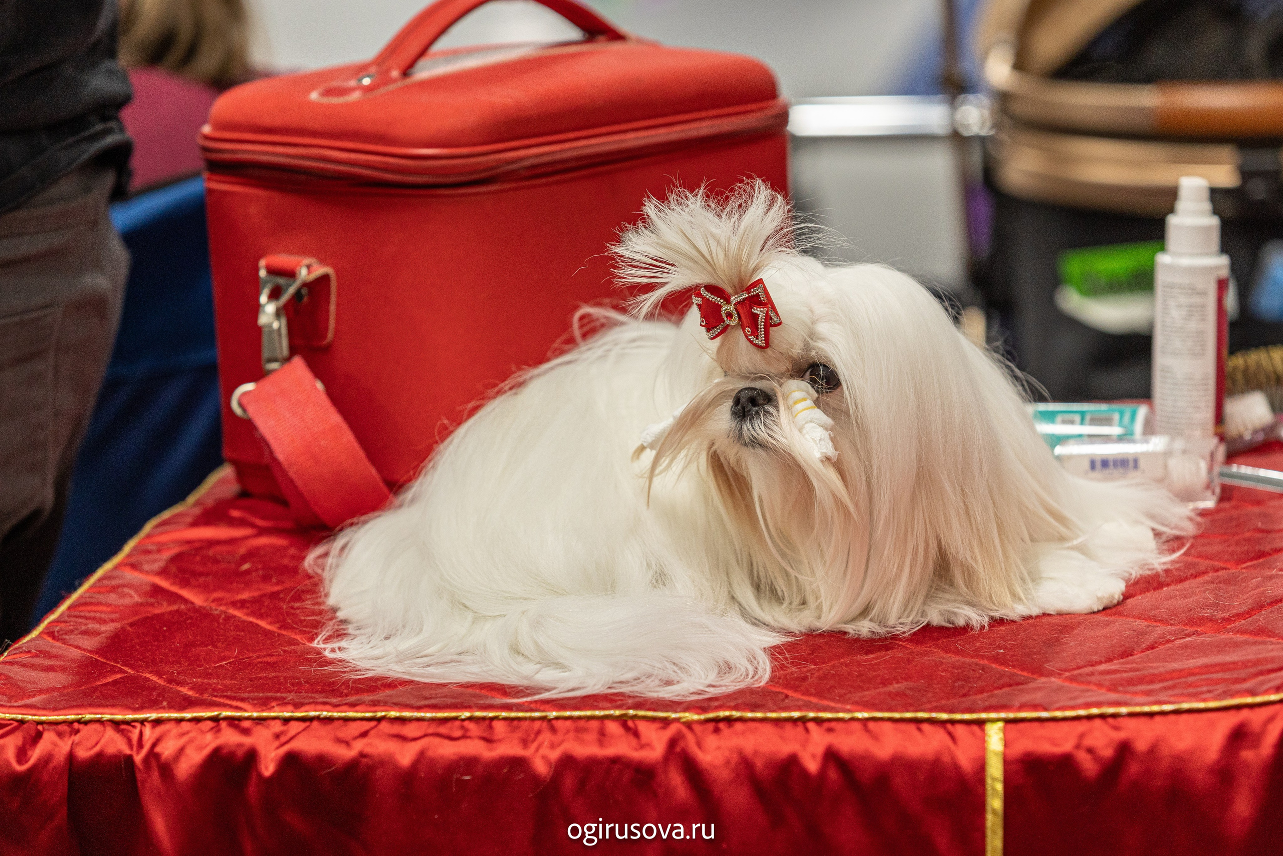 РОО КЛЖ «Олимп"+"Империя"+"Виктория».Выставка собак. Фотограф Ольга Гирусова «Пантерочка» Москва