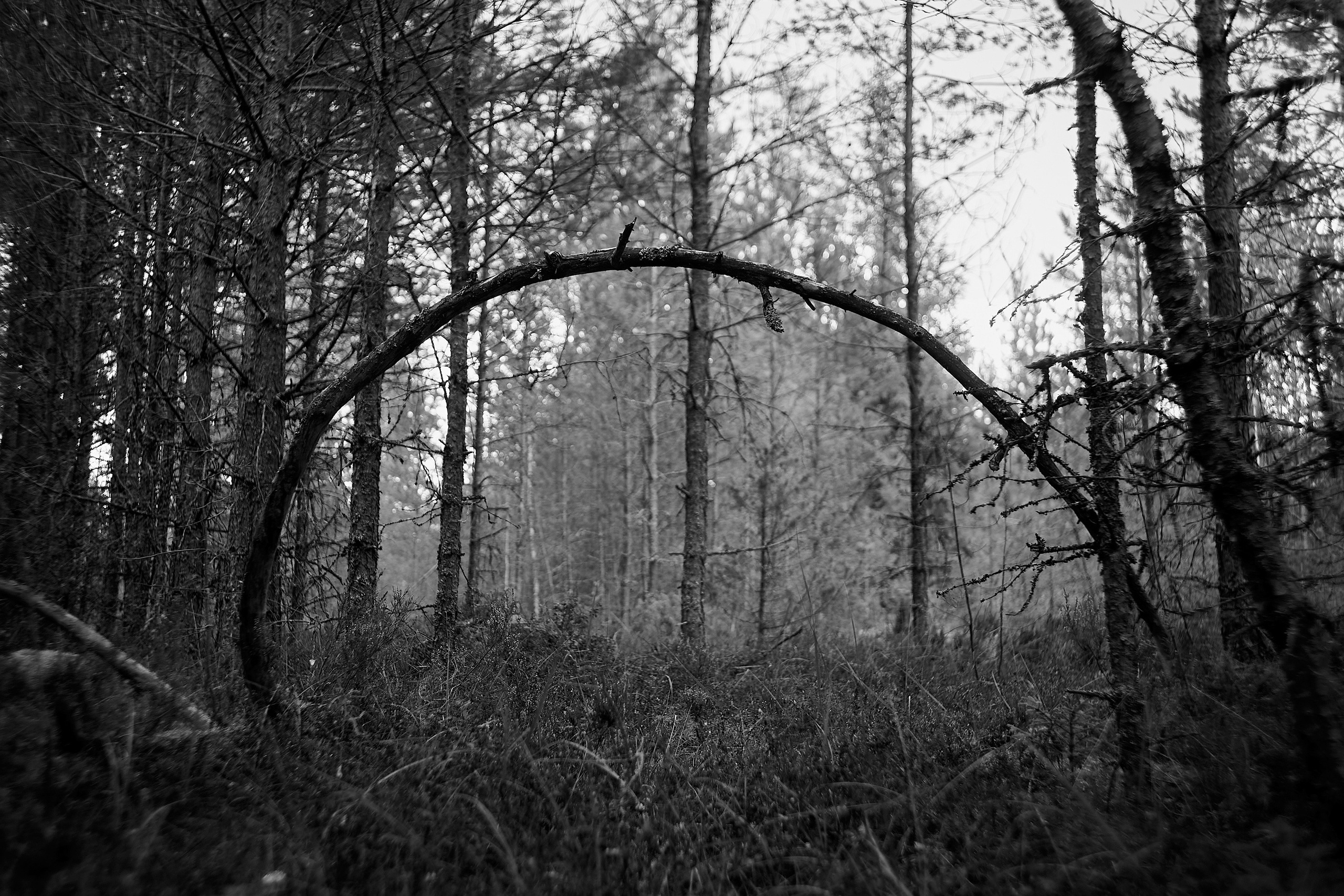 Формы Дерева 22г -…. Фотограф и оператор мероприятий, концертов и портретов в городе Москва