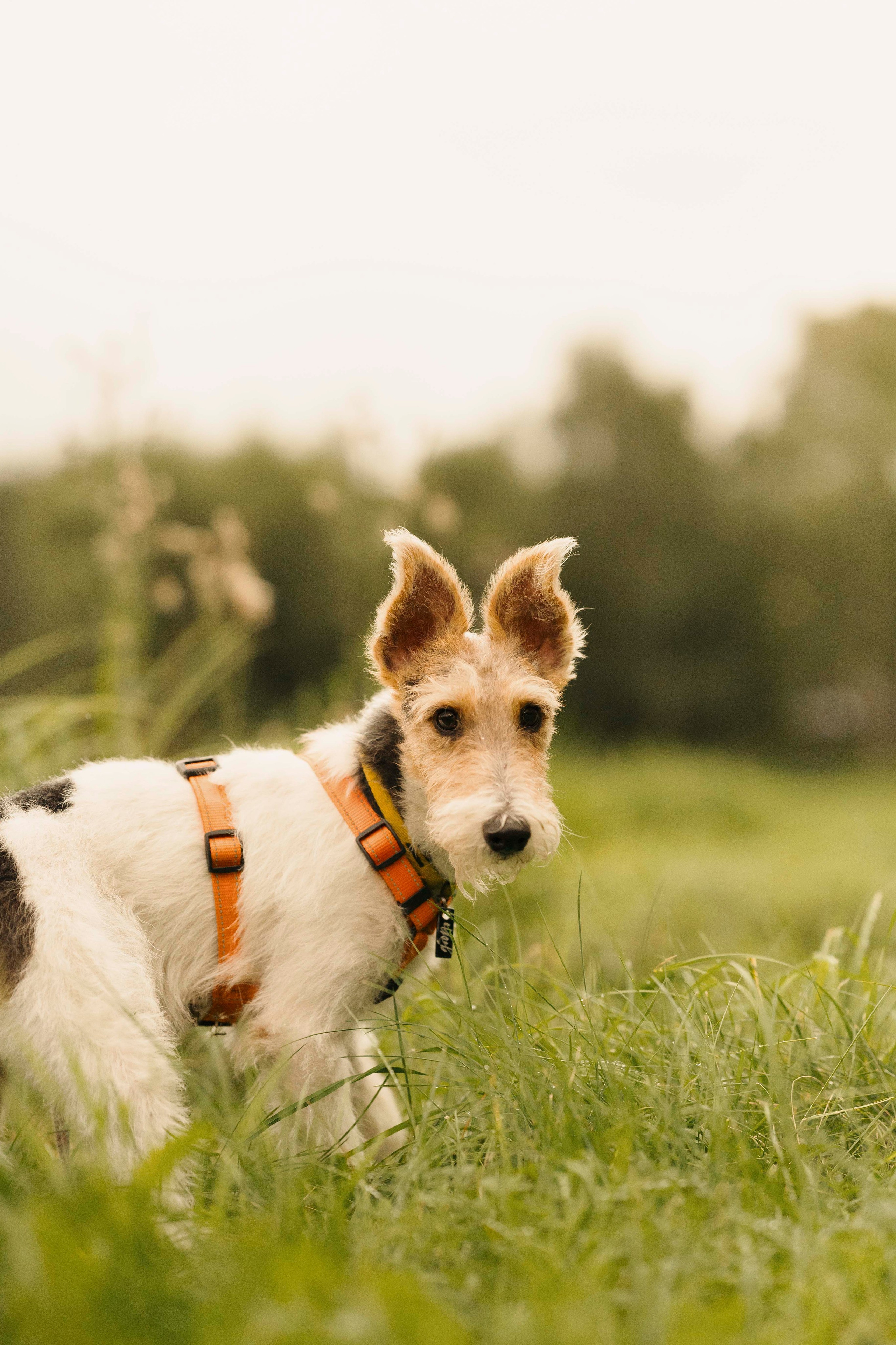 Мартин. Фотограф- анималист Александра Матвеева