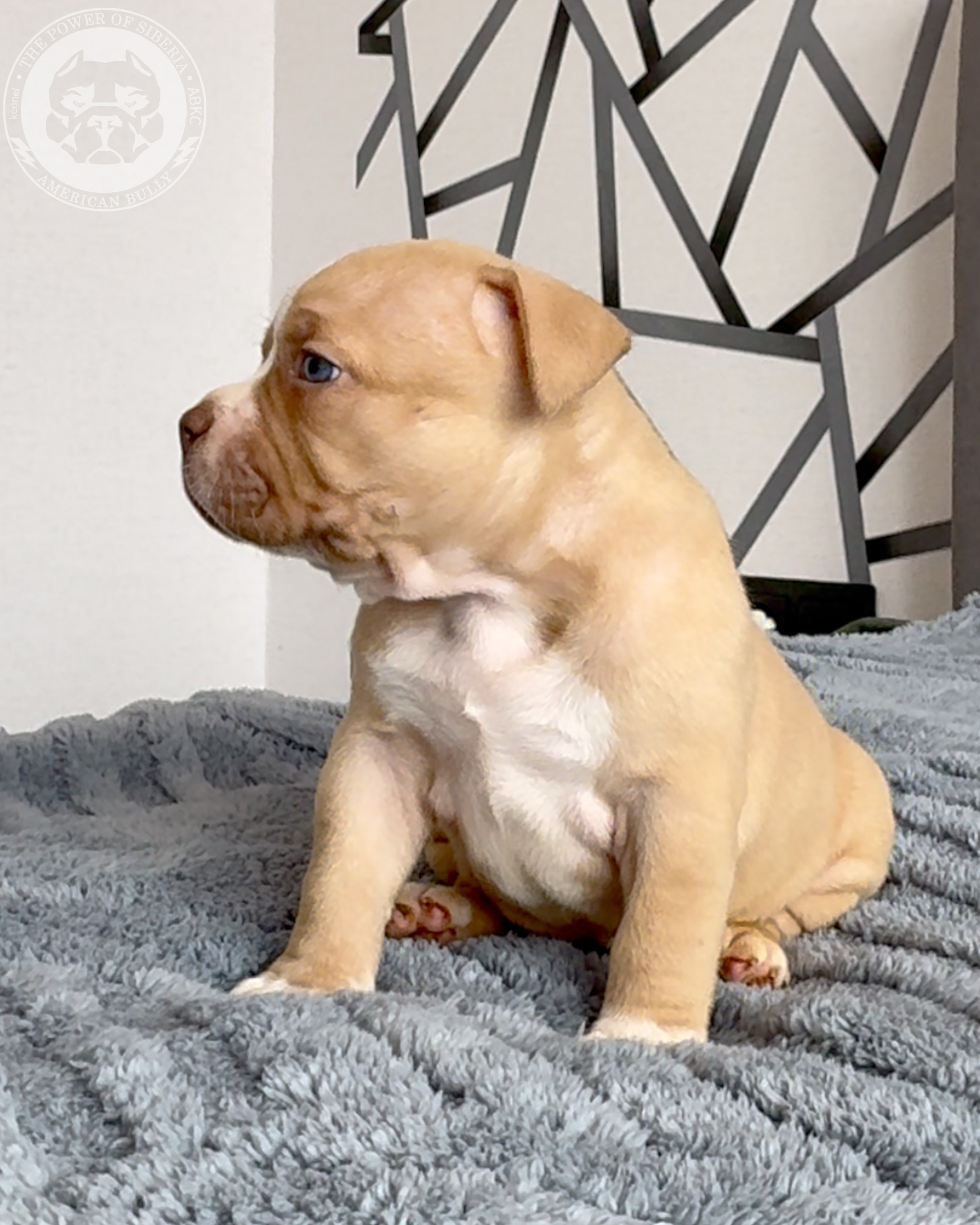 Свободные щенки Американский Булли стандарт и Свободные щенки Американский Булли классик. Американский Булли в г. Ростов-на-Дону. Питомник THE POWER OF SIBERIA