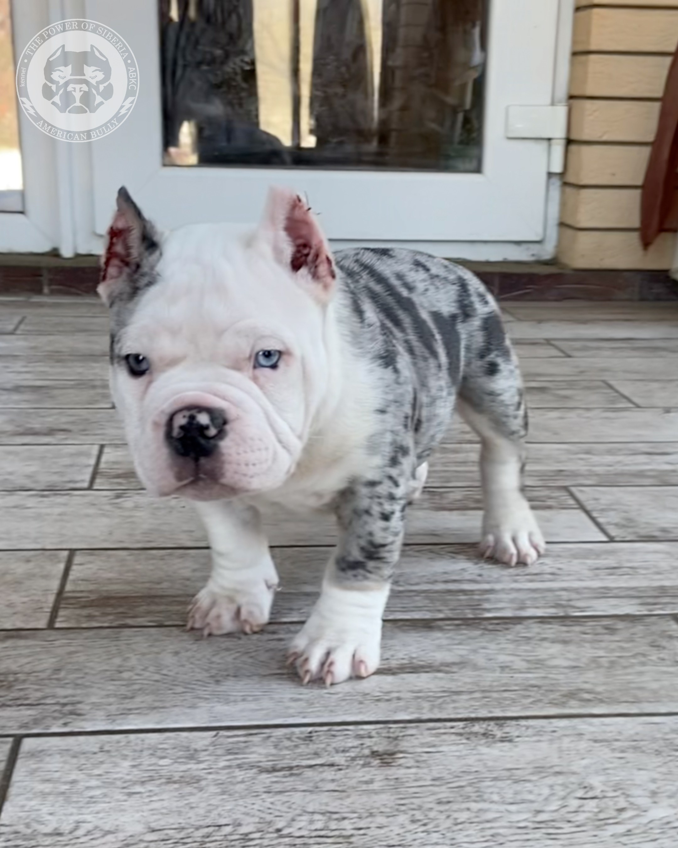 Свободные щенки Американский Булли, в типах покет, классик, стандарт. Американский Булли в г. Ростов-на-Дону. Питомник THE POWER OF SIBERIA