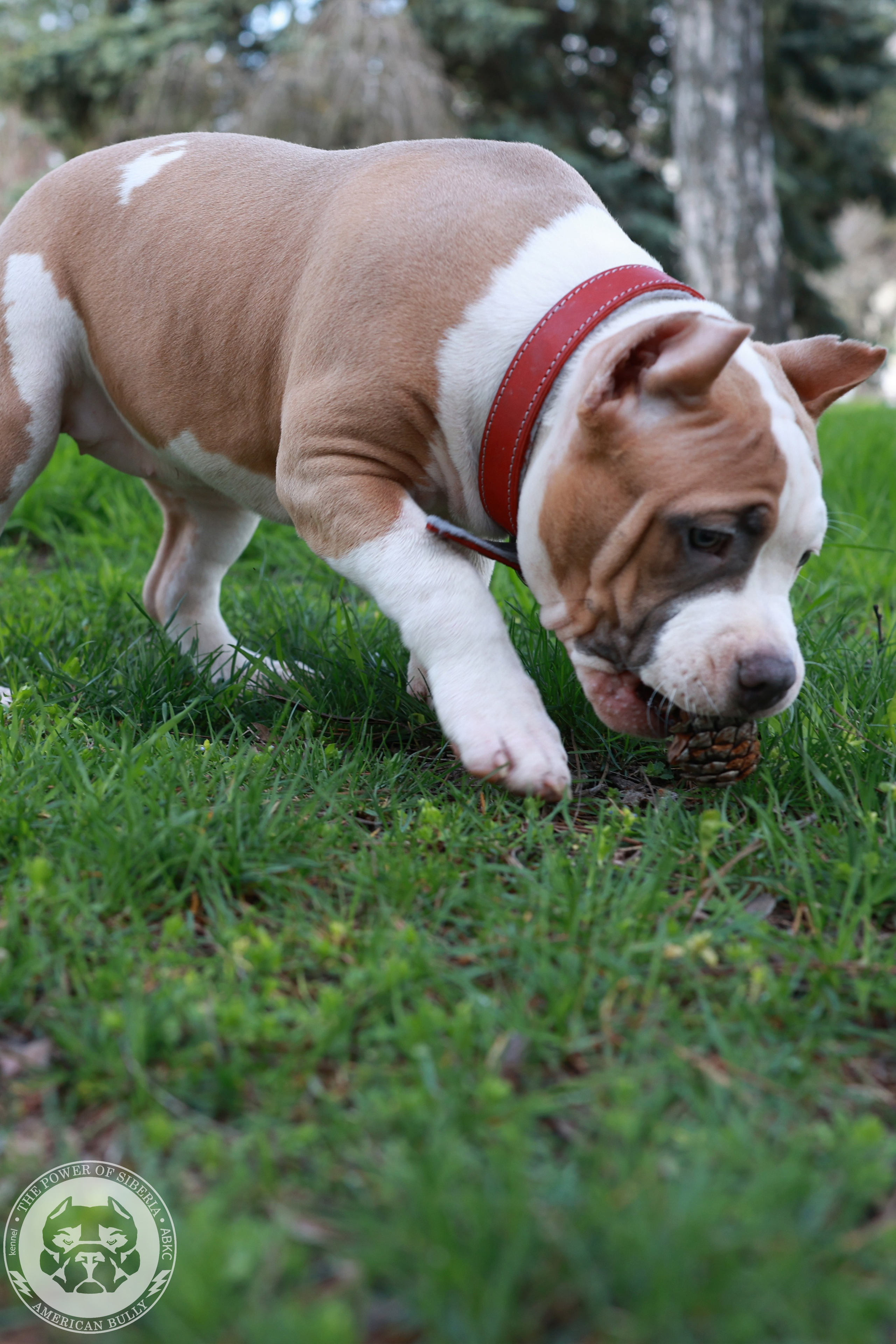 13.12.25-Мия-Турук. Американский Булли в г. Ростов-на-Дону. Питомник THE POWER OF SIBERIA