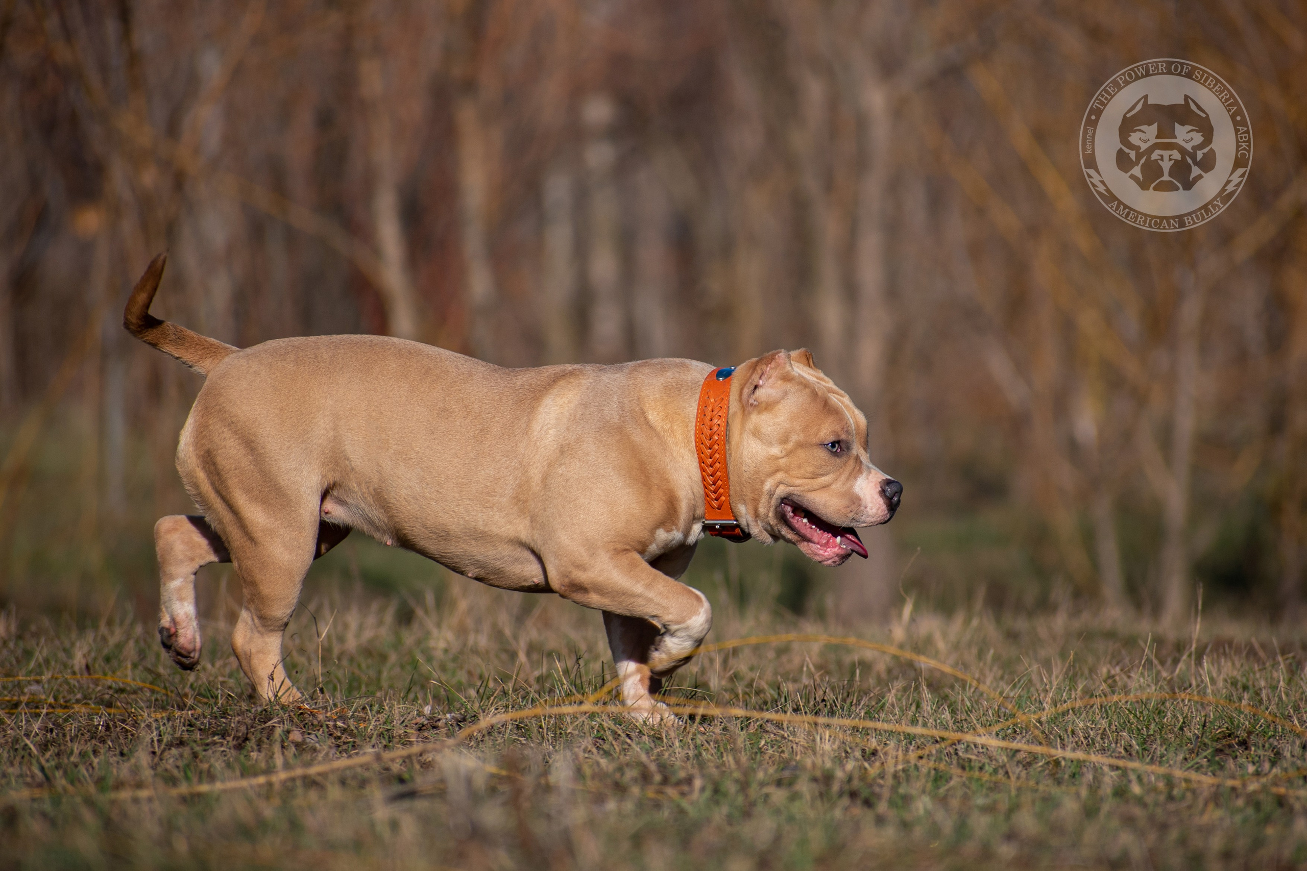 купить щенка American Bully в Томске