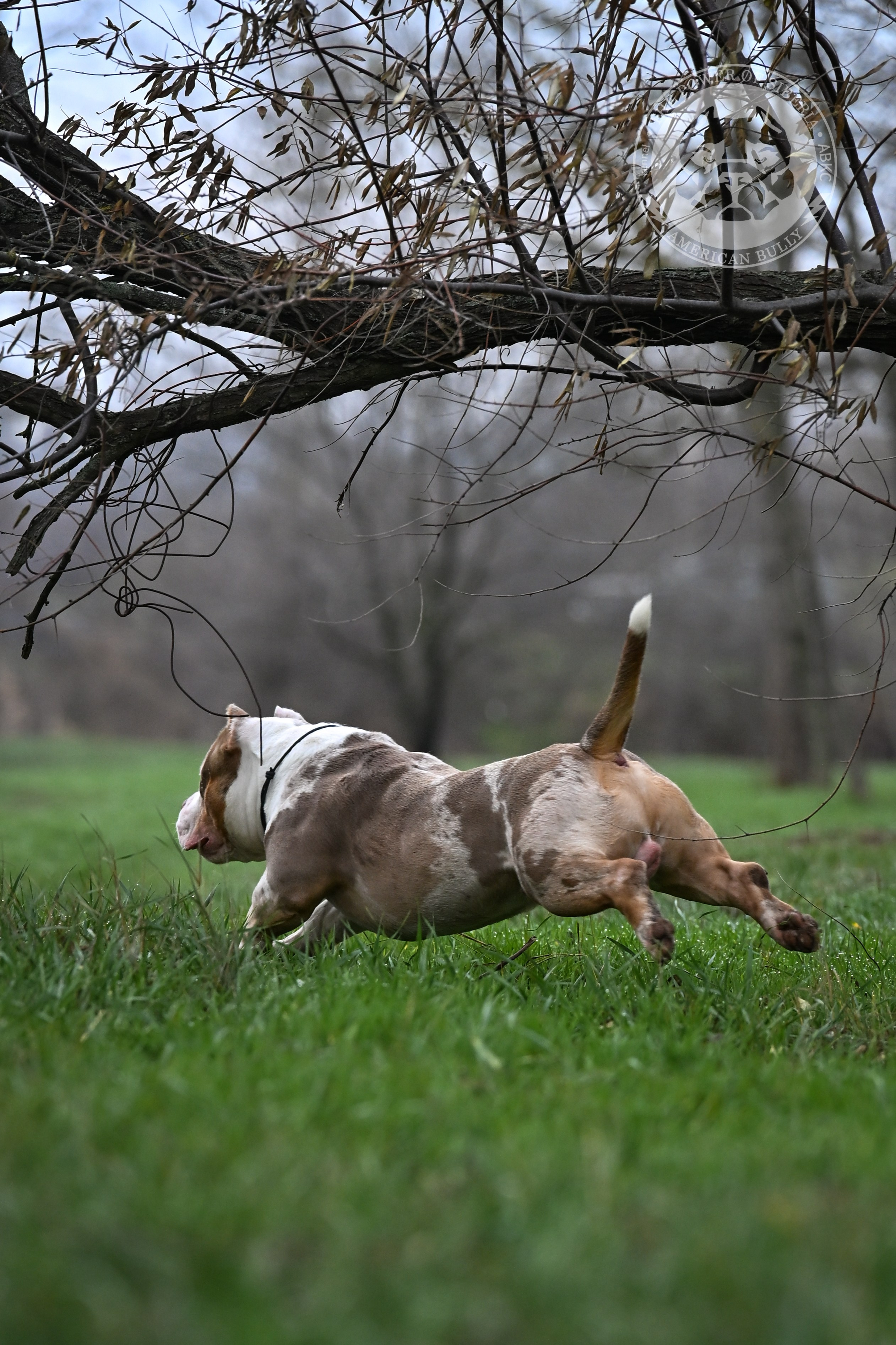 THE POWER OF SIBERIA SIMBA. Американский Булли в г. Ростов-на-Дону. Питомник THE POWER OF SIBERIA