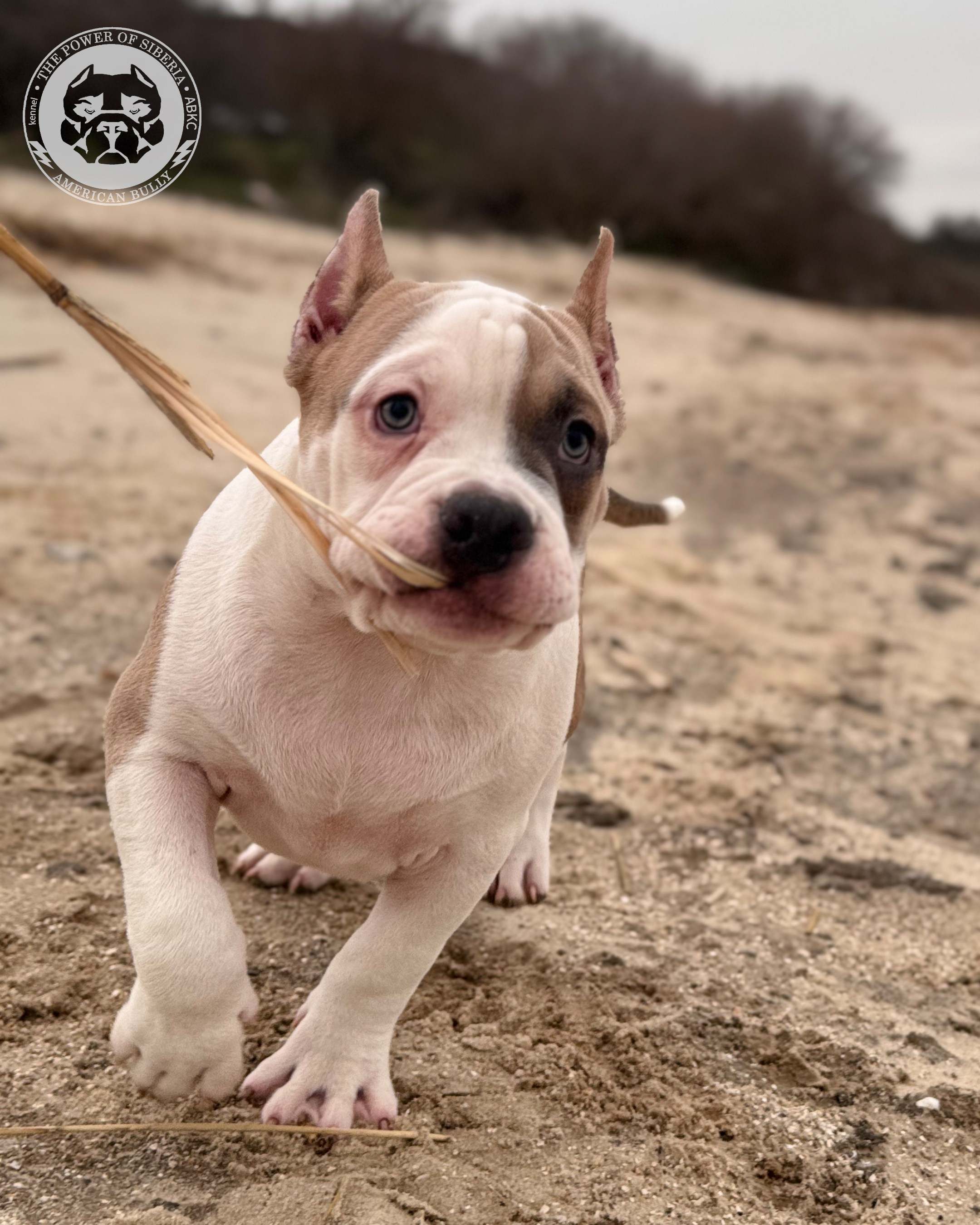 Свободные щенки Американский Булли стандарт и Свободные щенки Американский Булли классик. Американский Булли в г. Ростов-на-Дону. Питомник THE POWER OF SIBERIA