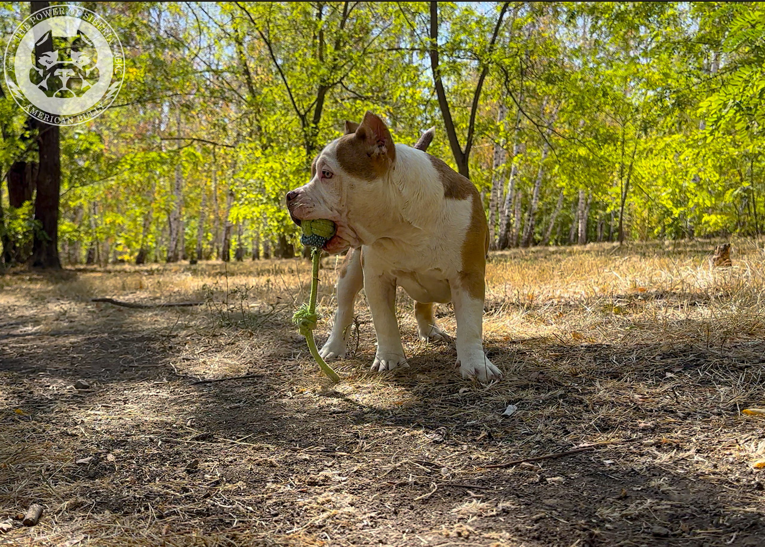 Помет Каспер и Тагира. 21.04.25. Американский Булли в г. Ростов-на-Дону. Питомник THE POWER OF SIBERIA