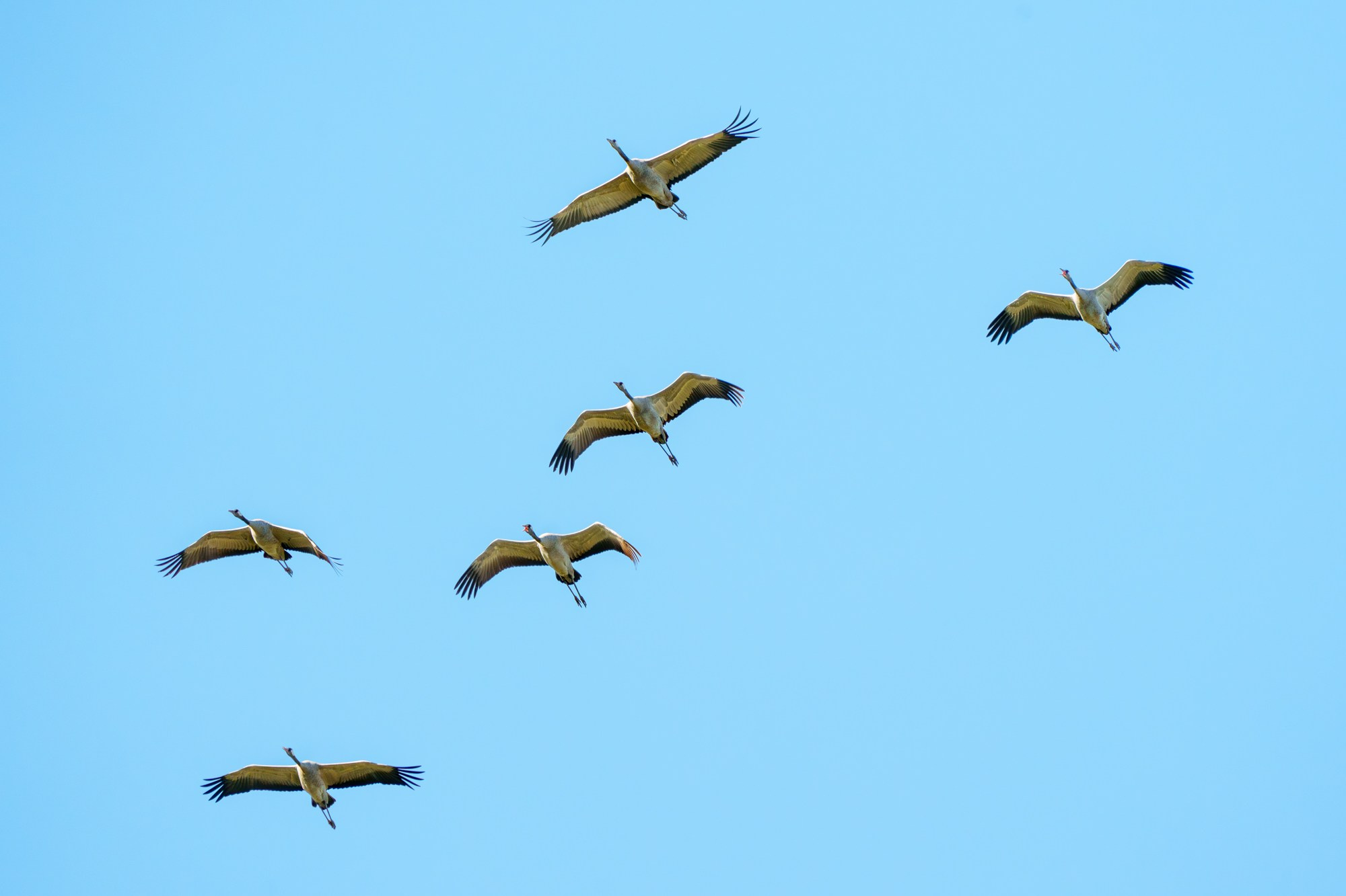 Удивительные мир птиц. Вокруг нас столько прекрасного — присмотритесь!. Ваш личный фотограф Марина Волкова