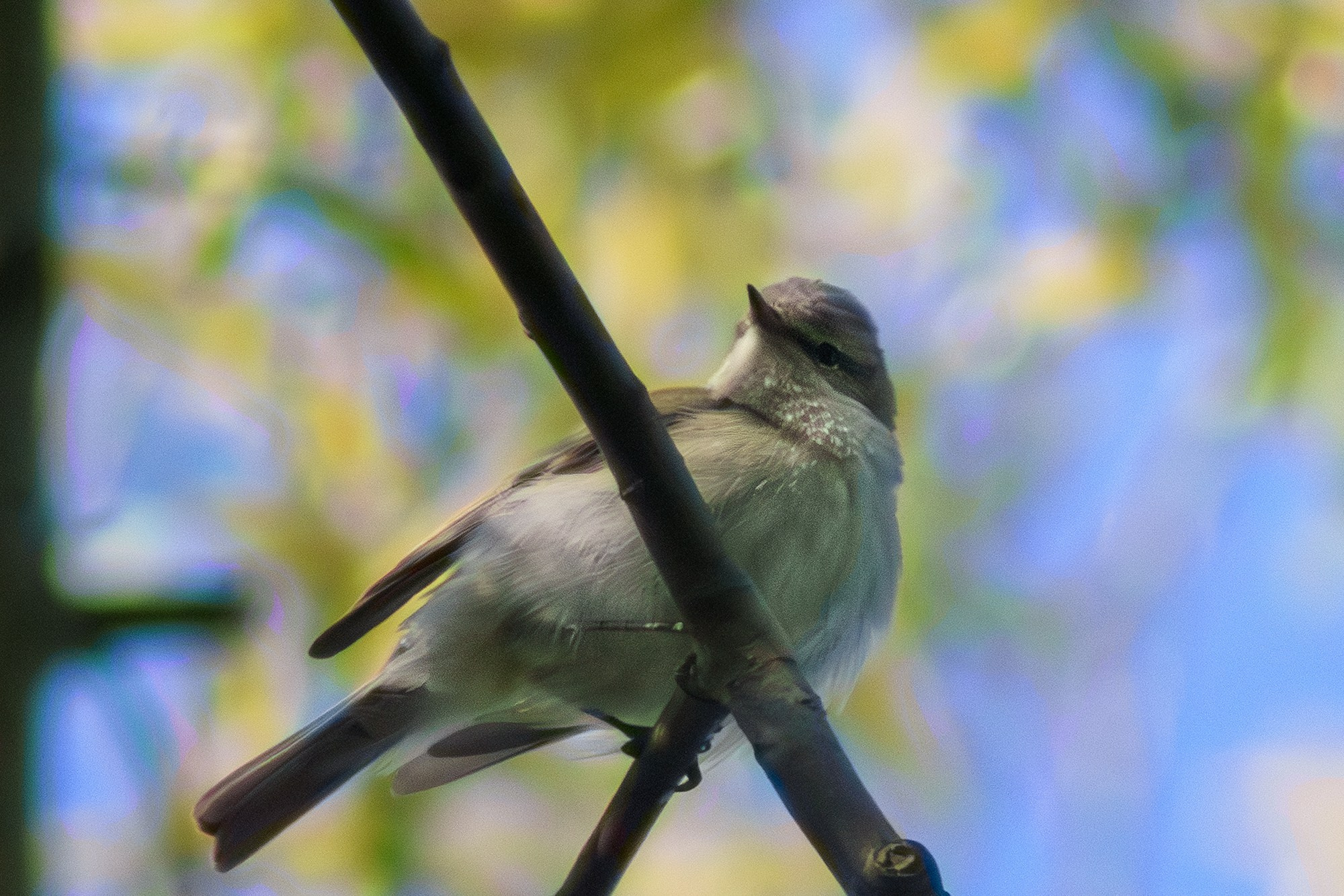 Удивительные мир птиц. Вокруг нас столько прекрасного — присмотритесь!. Ваш личный фотограф Марина Волкова