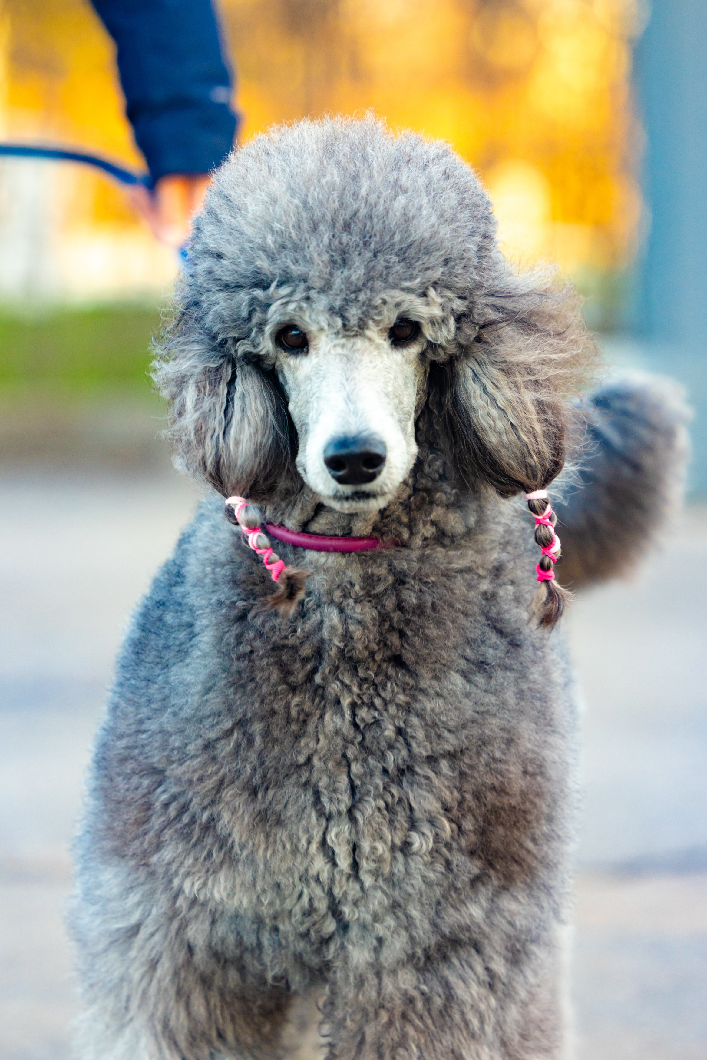 Клуб грумеров (прогулка и семинары). Виктория Зудина — фотограф в Москве