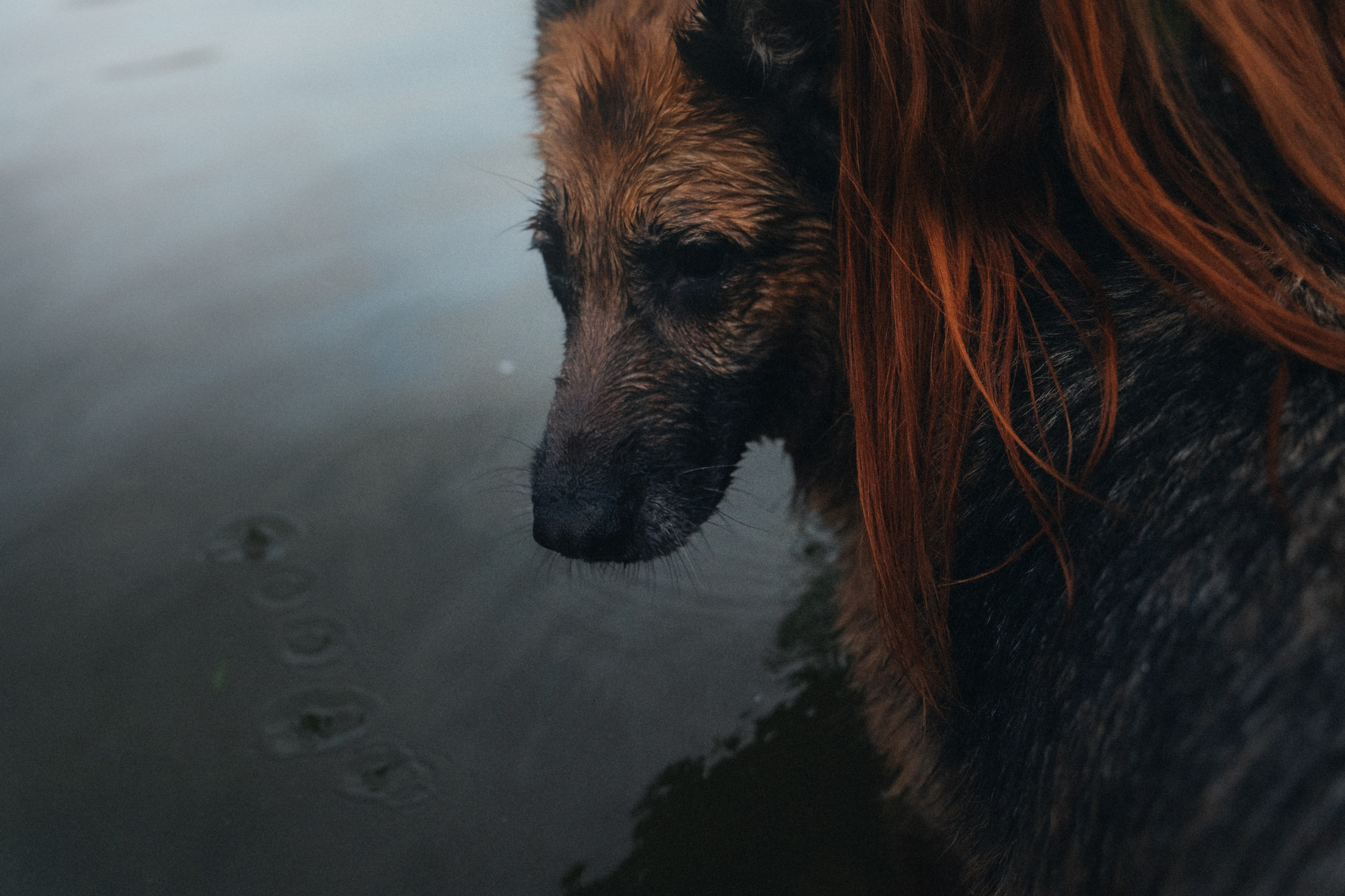 Вика и Фрея. Фотограф анималист в Москве и Санкт-Петербурге Свиридова Анна