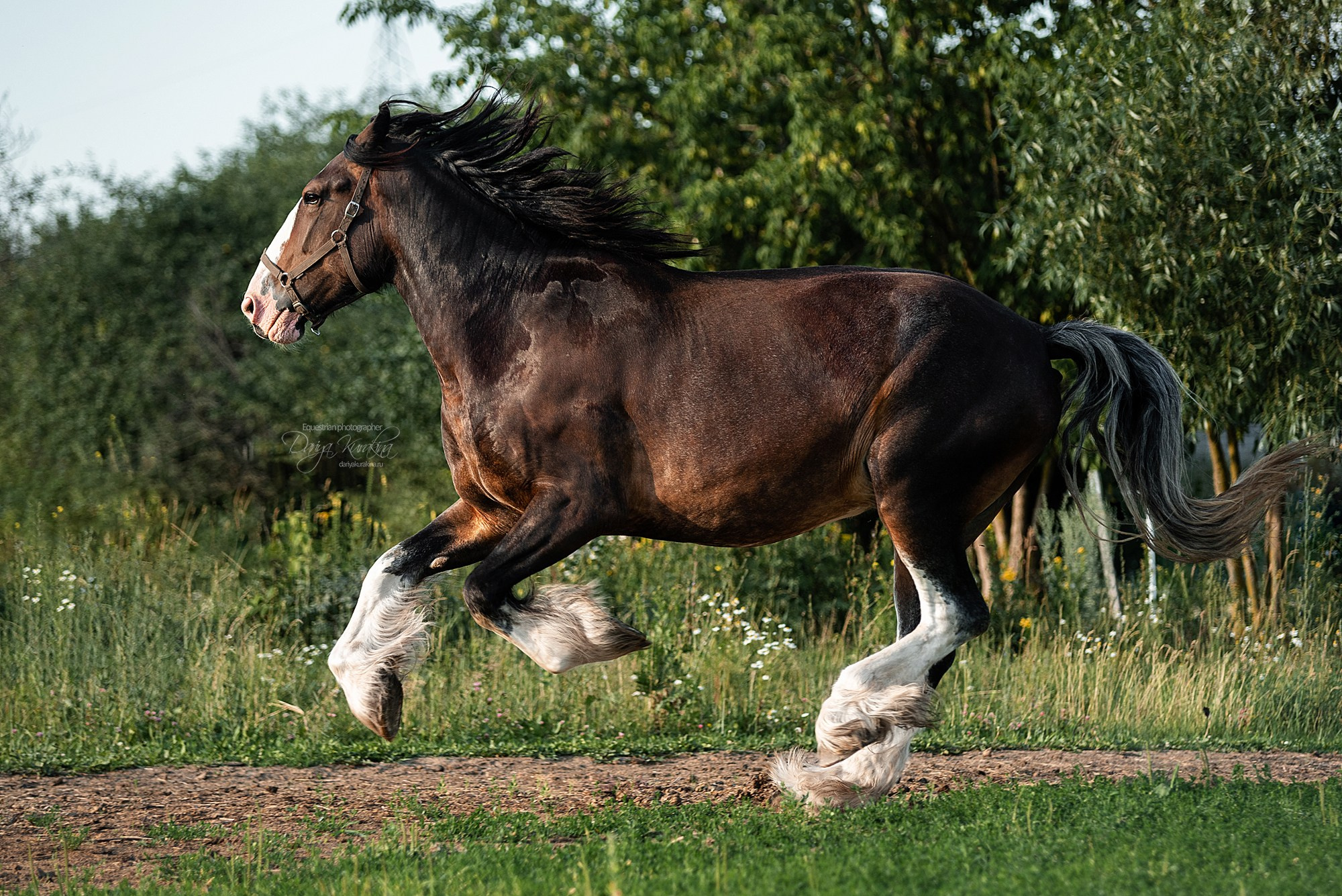 Рапунцель и Квини. Конный фотограф Куракина Дарья • Фотосессии с лошадьми