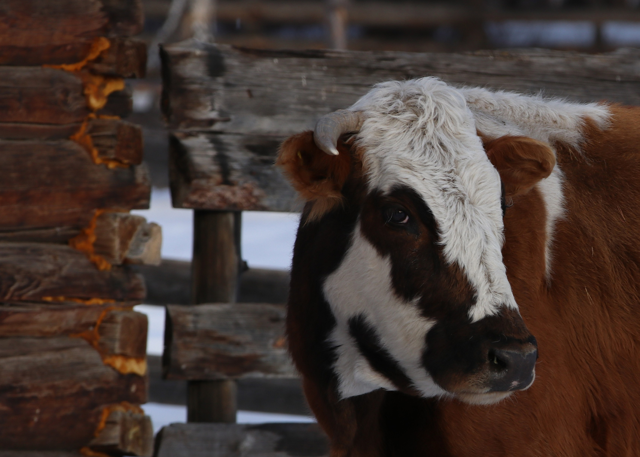 Аршан. Февраль 2025. Путешественник-фотограф из Санкт-Петербурга Татьяна Свистулина