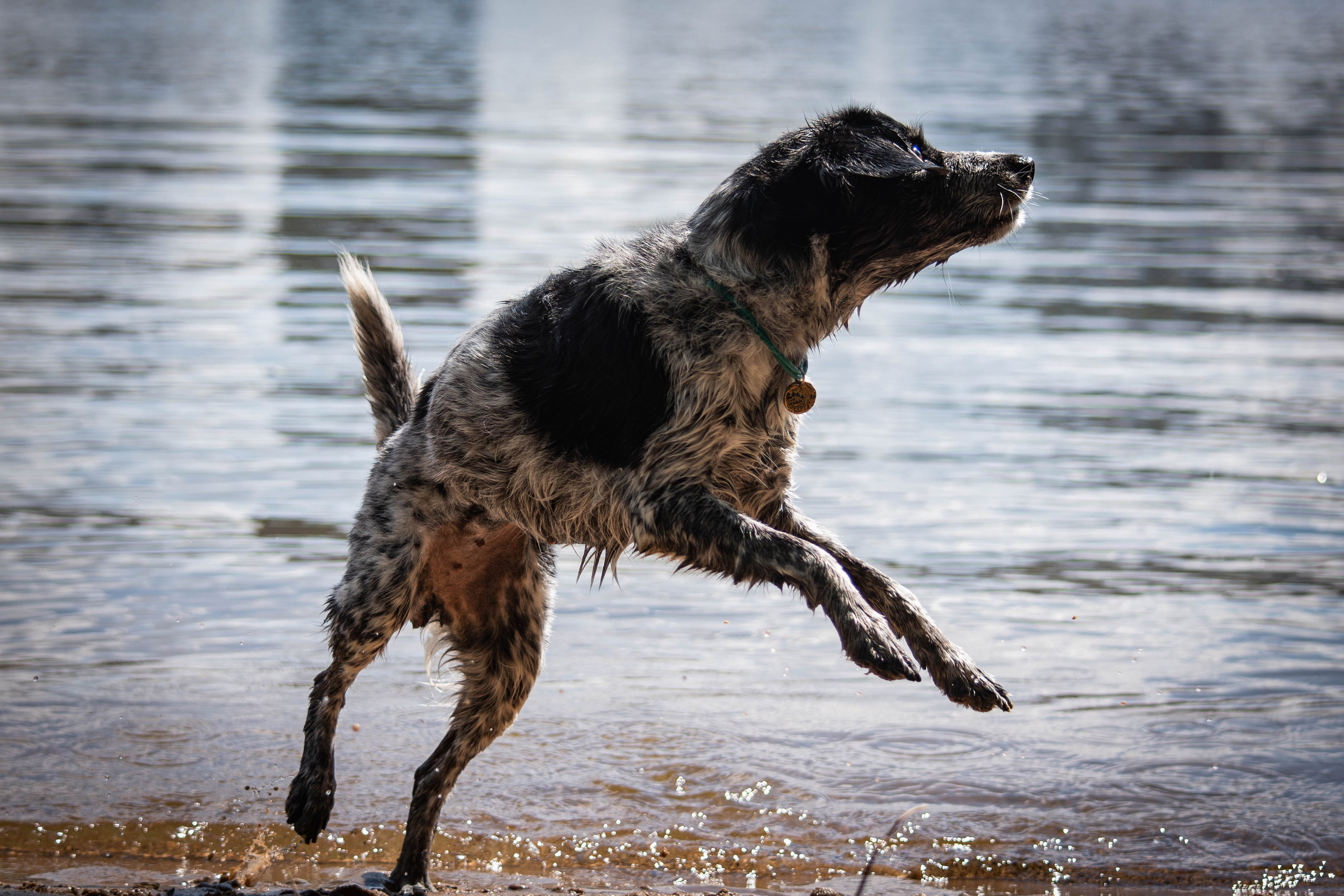 Берта, Ангелина и Витя. Фотограф Светлана Блинова, Москва и Московская область