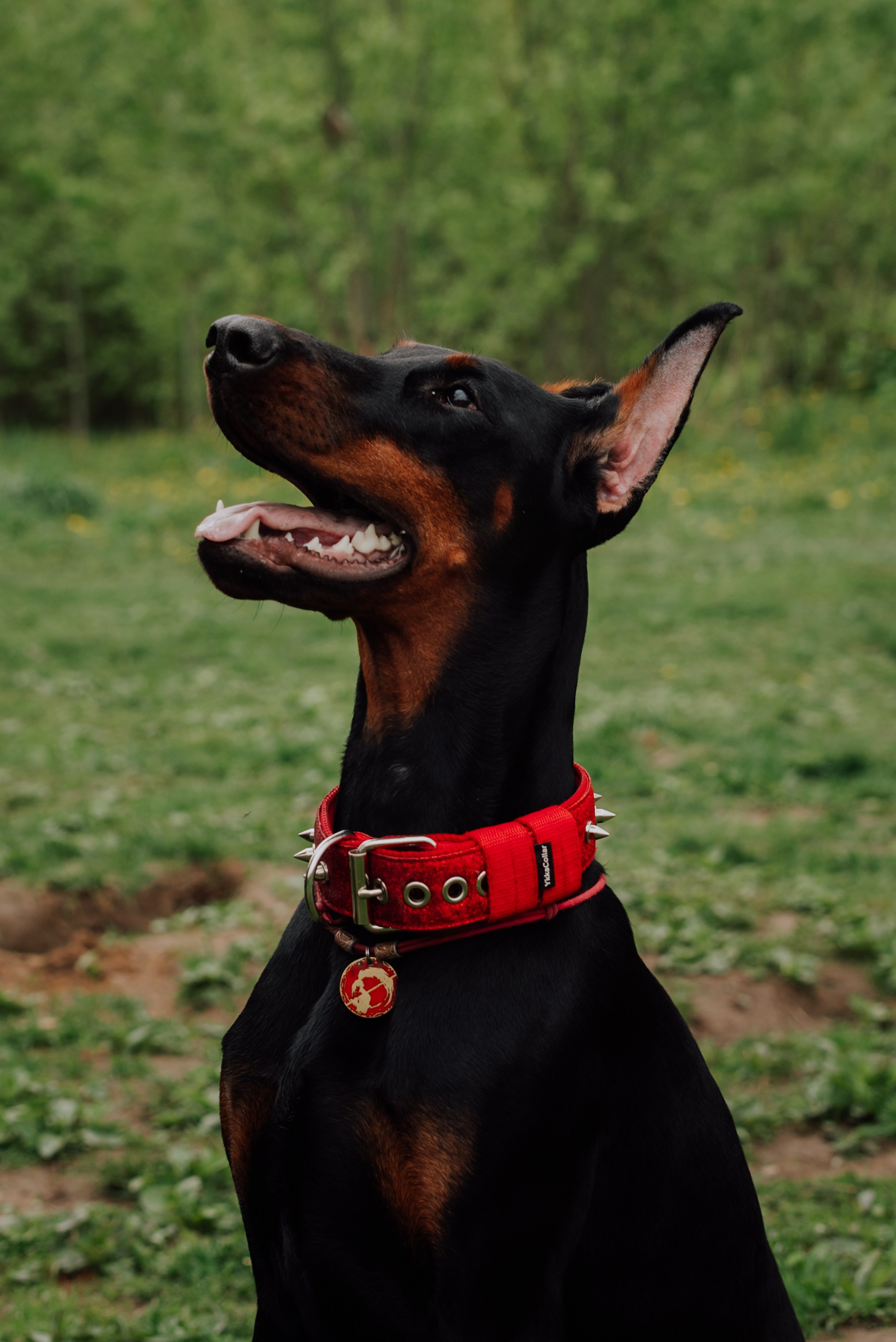 Животные. Фотограф в Санкт-Петербурге и Ленинградской области