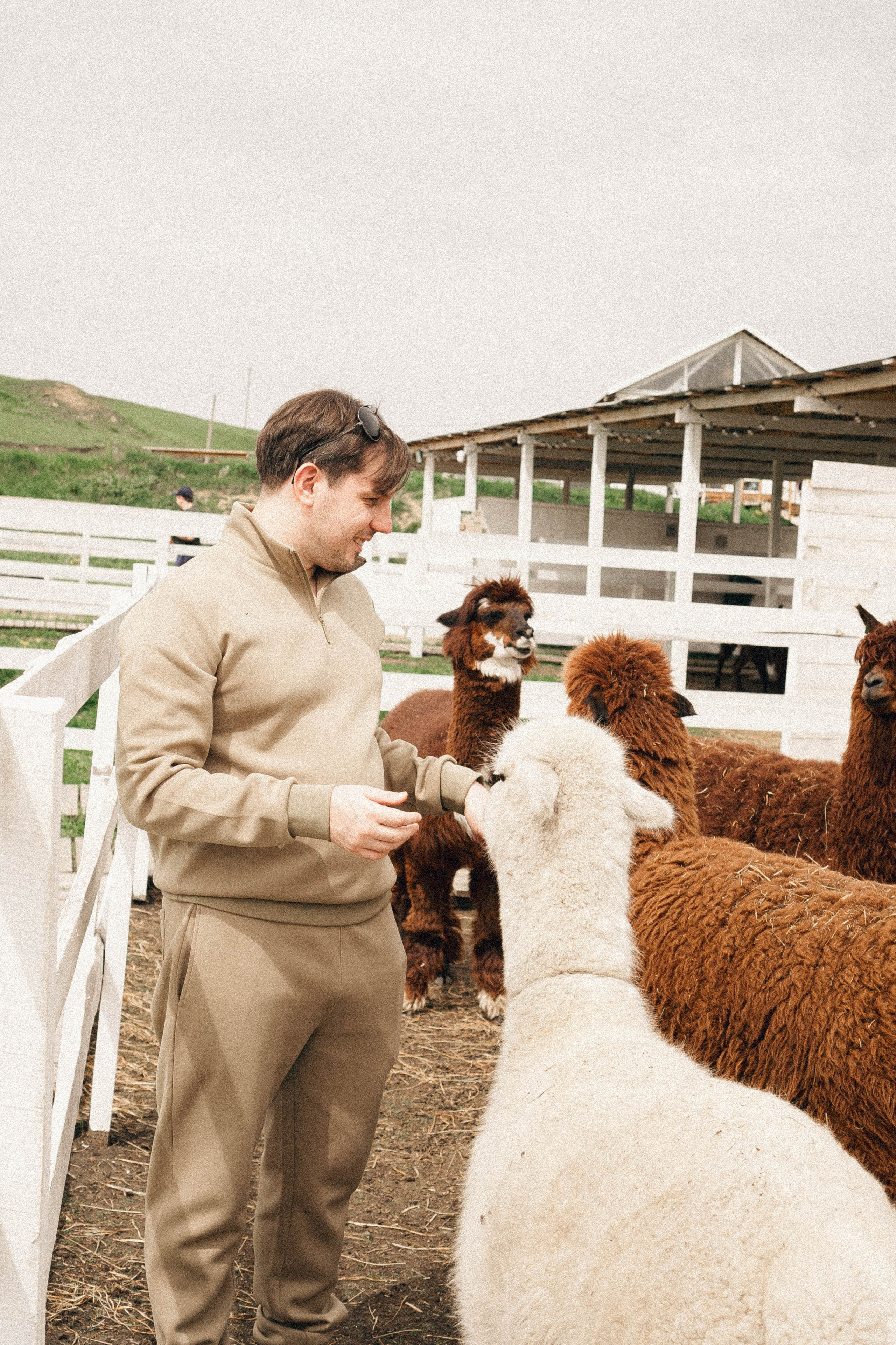 Ферма Альпак. Профессиональный фотограф, Санкт-Петербург — Виктория Богомолова