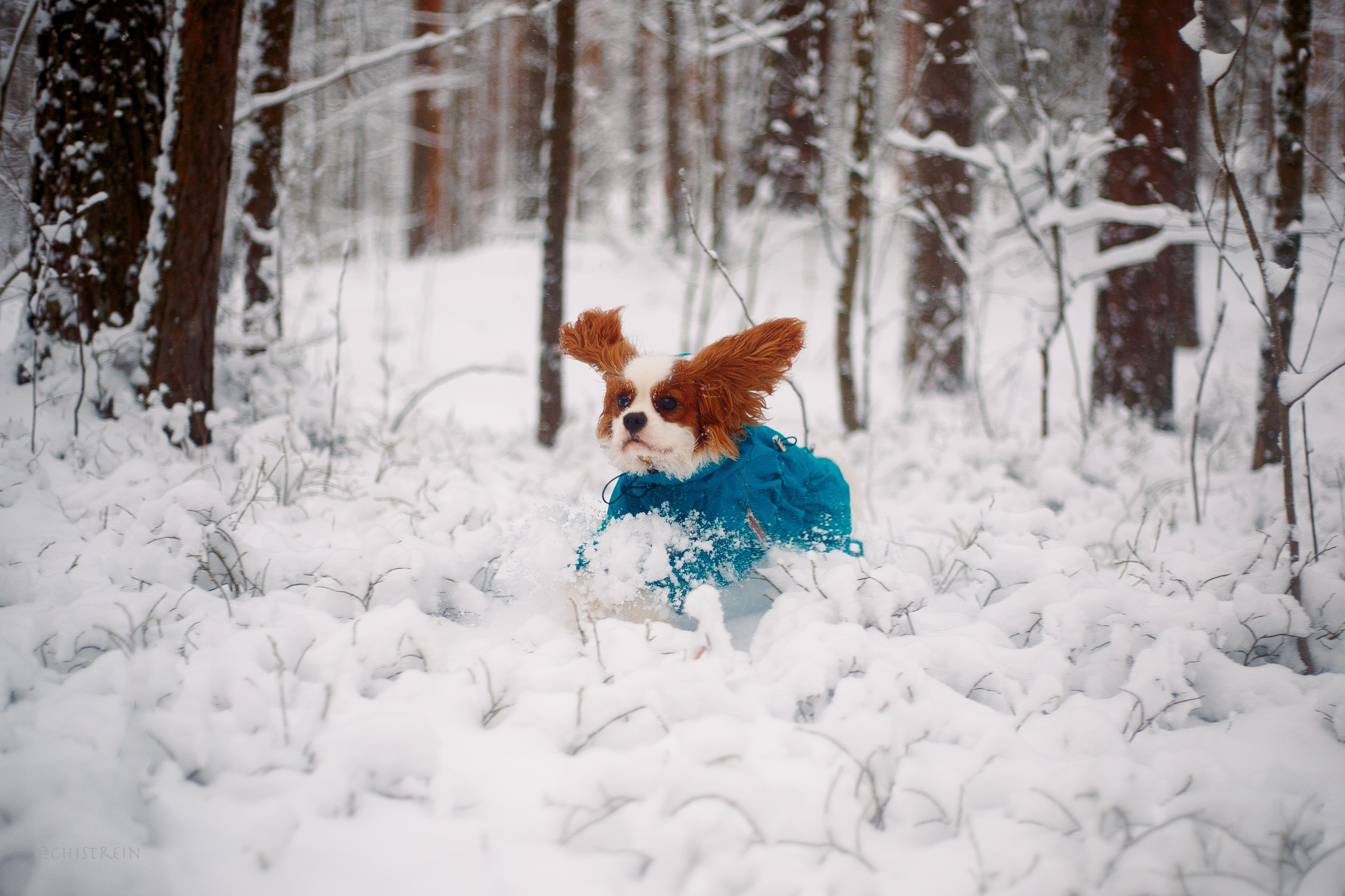 Внезапно апрельская зима. Фотограф-анималист Наталия Чистюхина в г. Сосновый Бор и ЛО