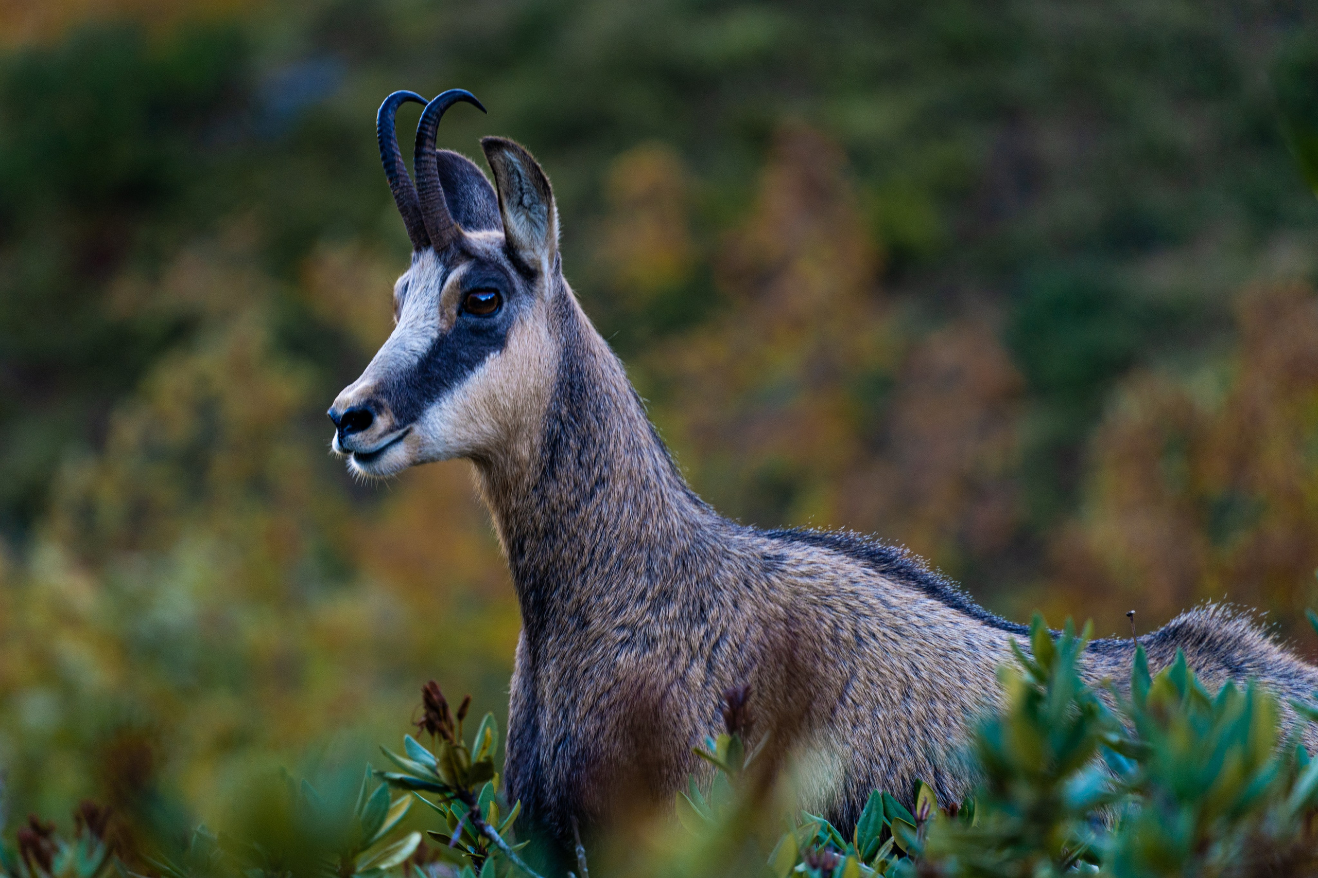 Кавказский государственный природный биосферный заповедник 