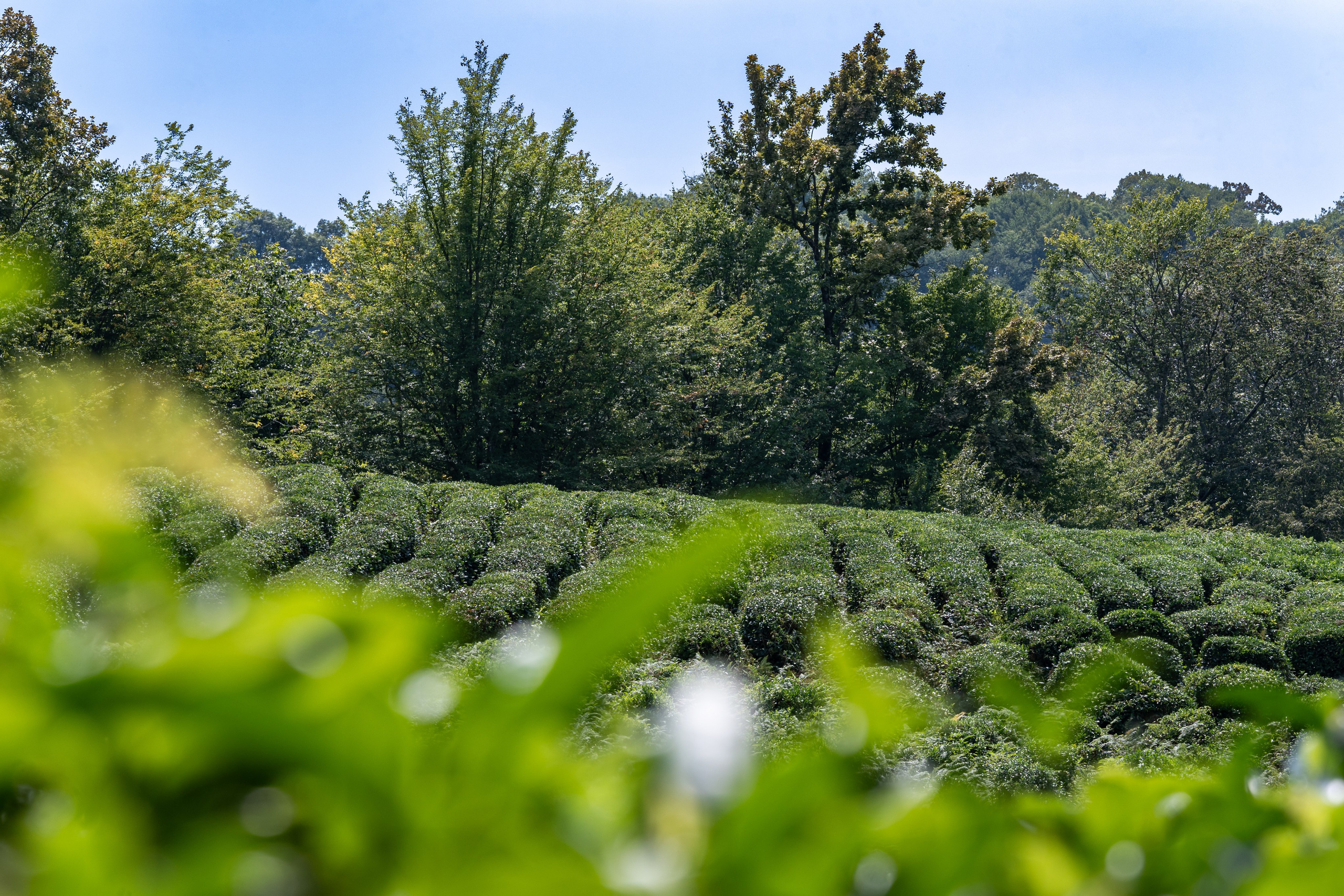 Яндекс.Еда — Сочинский чай. Репортажный фотограф в Красной Поляне и Сочи Павлюченко Екатерина