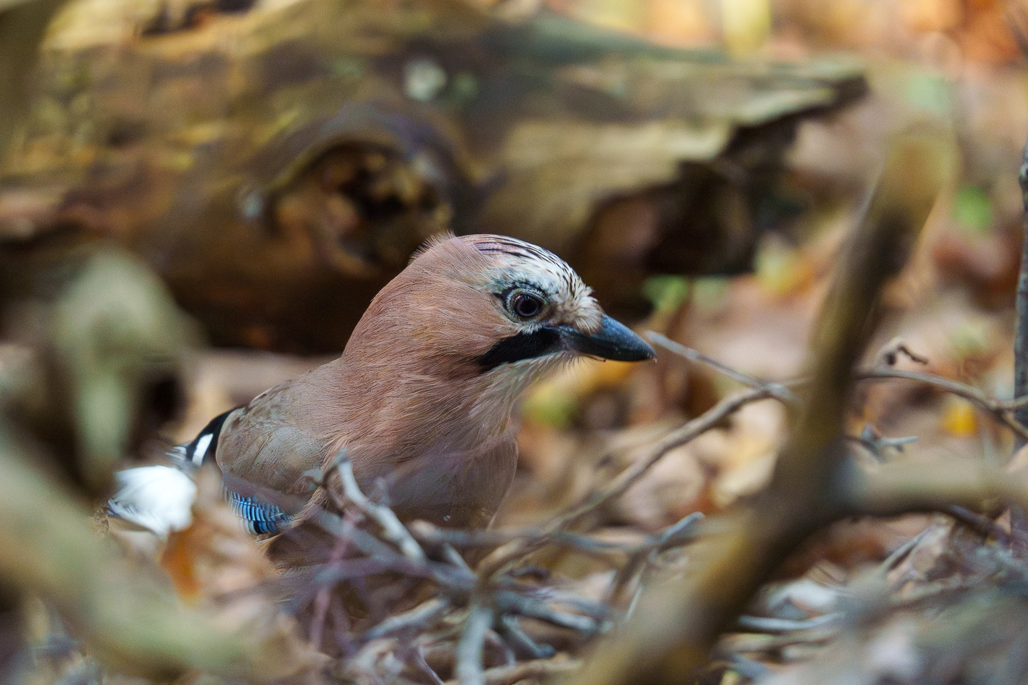 Удивительные мир птиц. Вокруг нас столько прекрасного — присмотритесь!. Ваш личный фотограф Марина Волкова