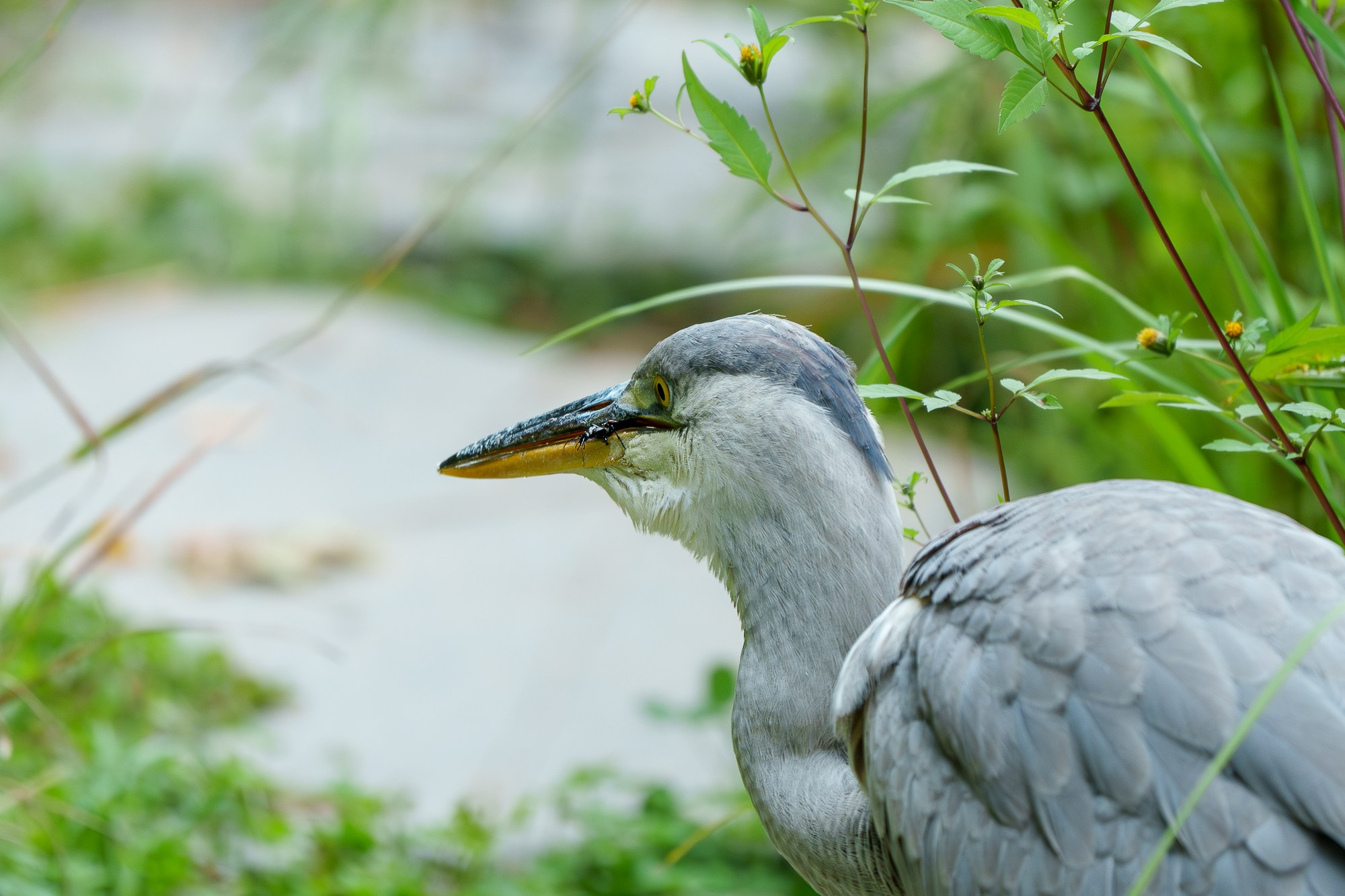 Удивительные мир птиц. Вокруг нас столько прекрасного — присмотритесь!. Ваш личный фотограф Марина Волкова