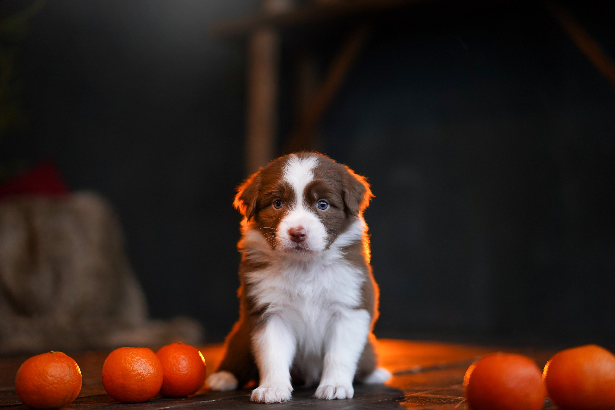 Щенки австралийской овчарки. Фотограф-анималист в Санкт-Петербурге Яна Мартынова
