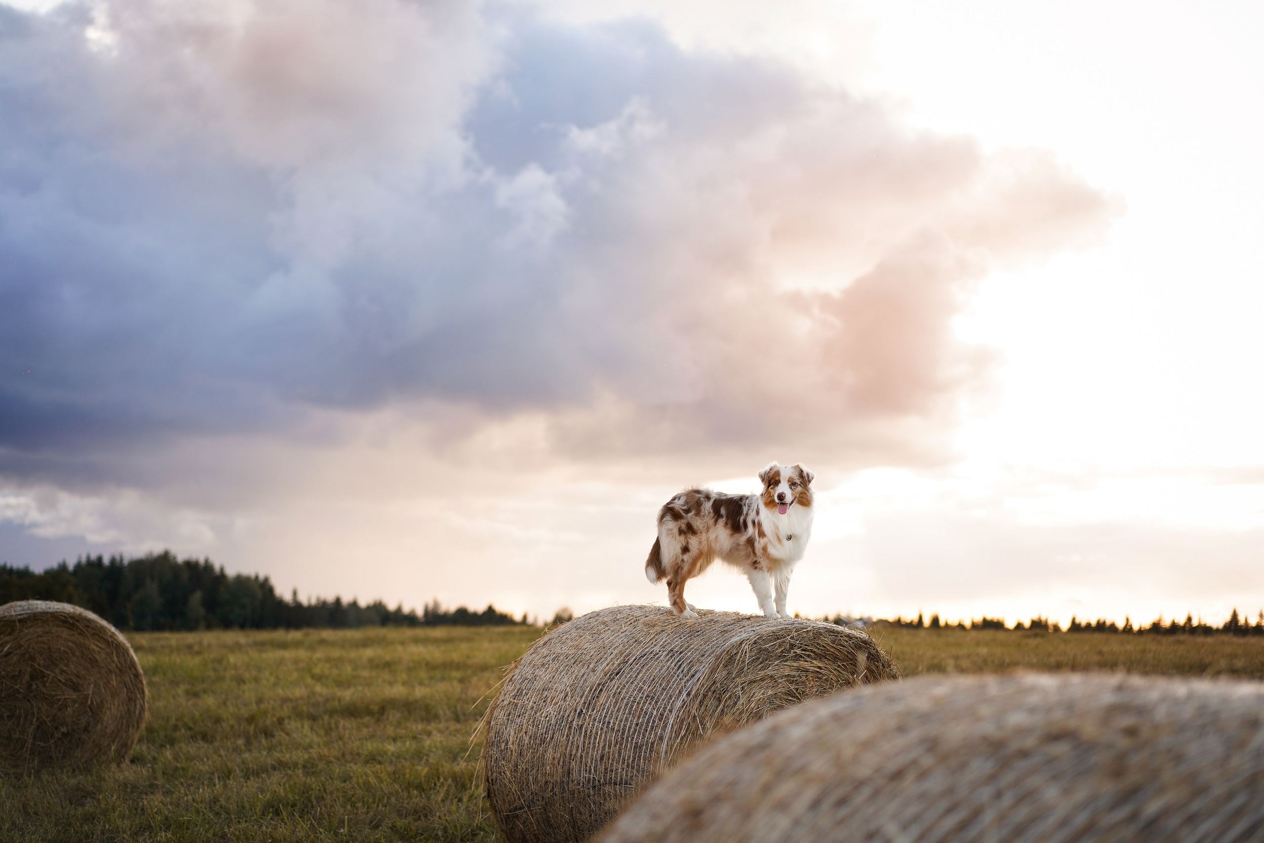 Панда и стога. Фотограф-анималист в Санкт-Петербурге Яна Мартынова