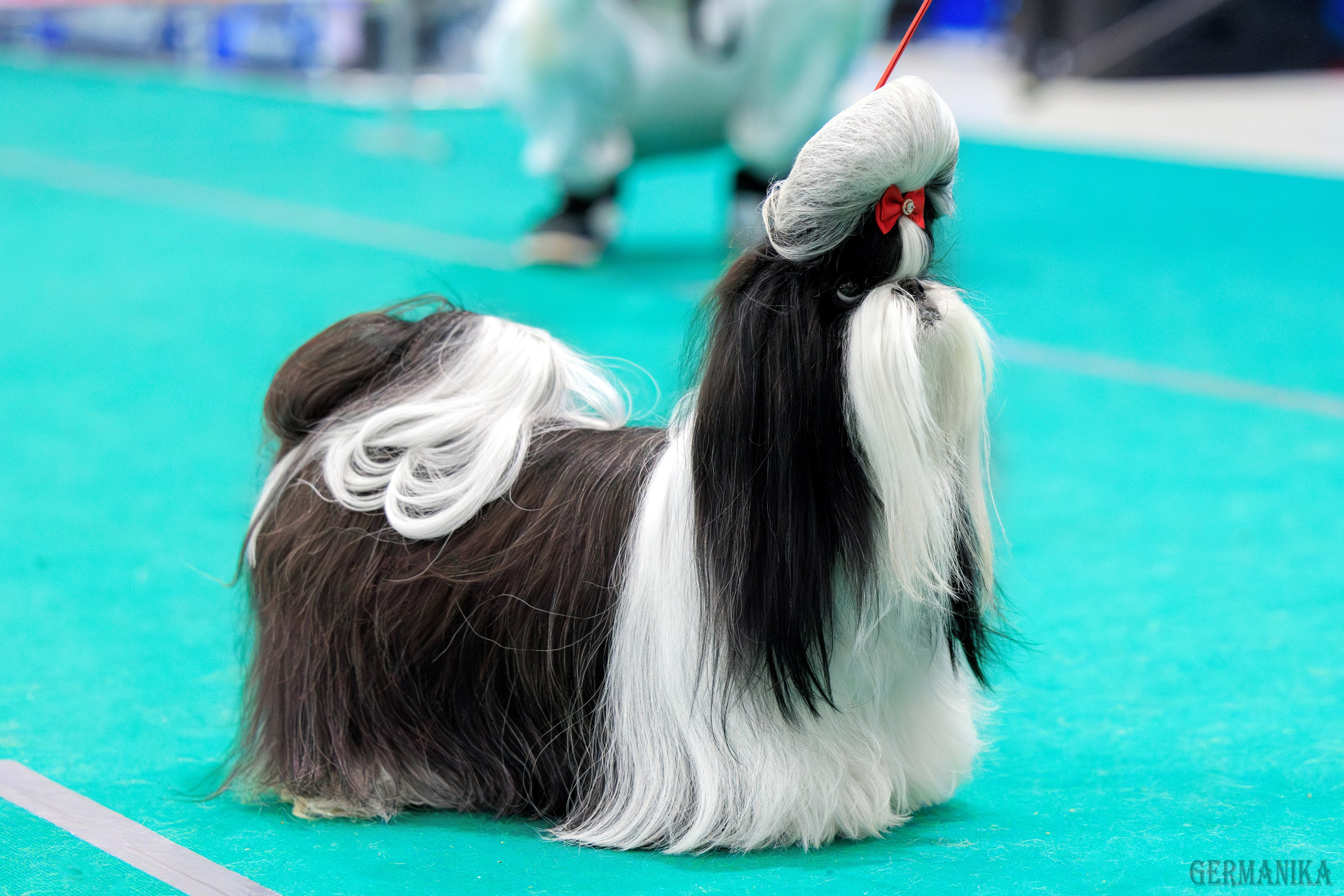 Минск 24-25.02.2024. Фотограф-анималист Юлия Германика