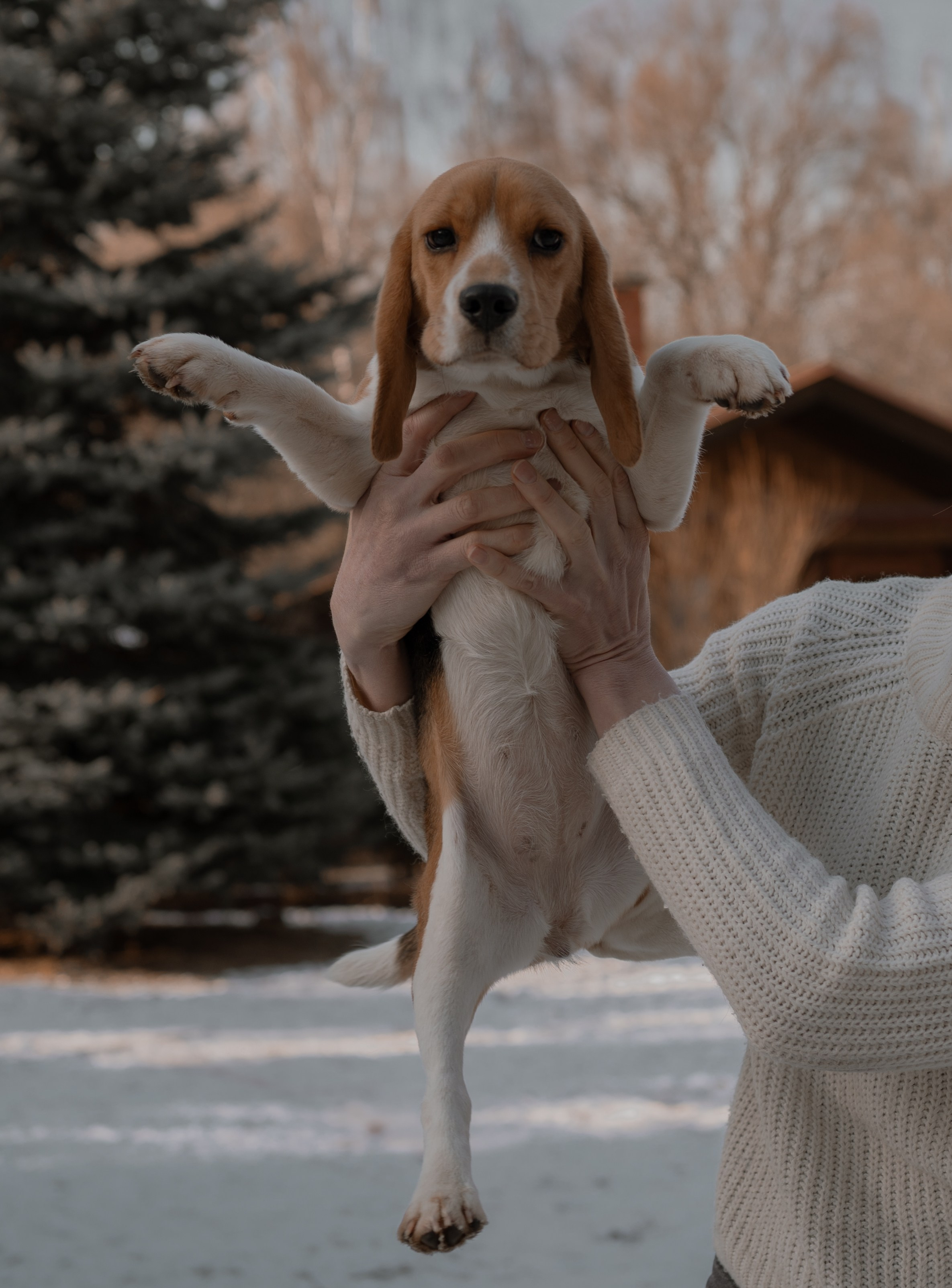 Маша, бигль Вера и её ферма. Семейный фотограф в Москве Алёна Чача