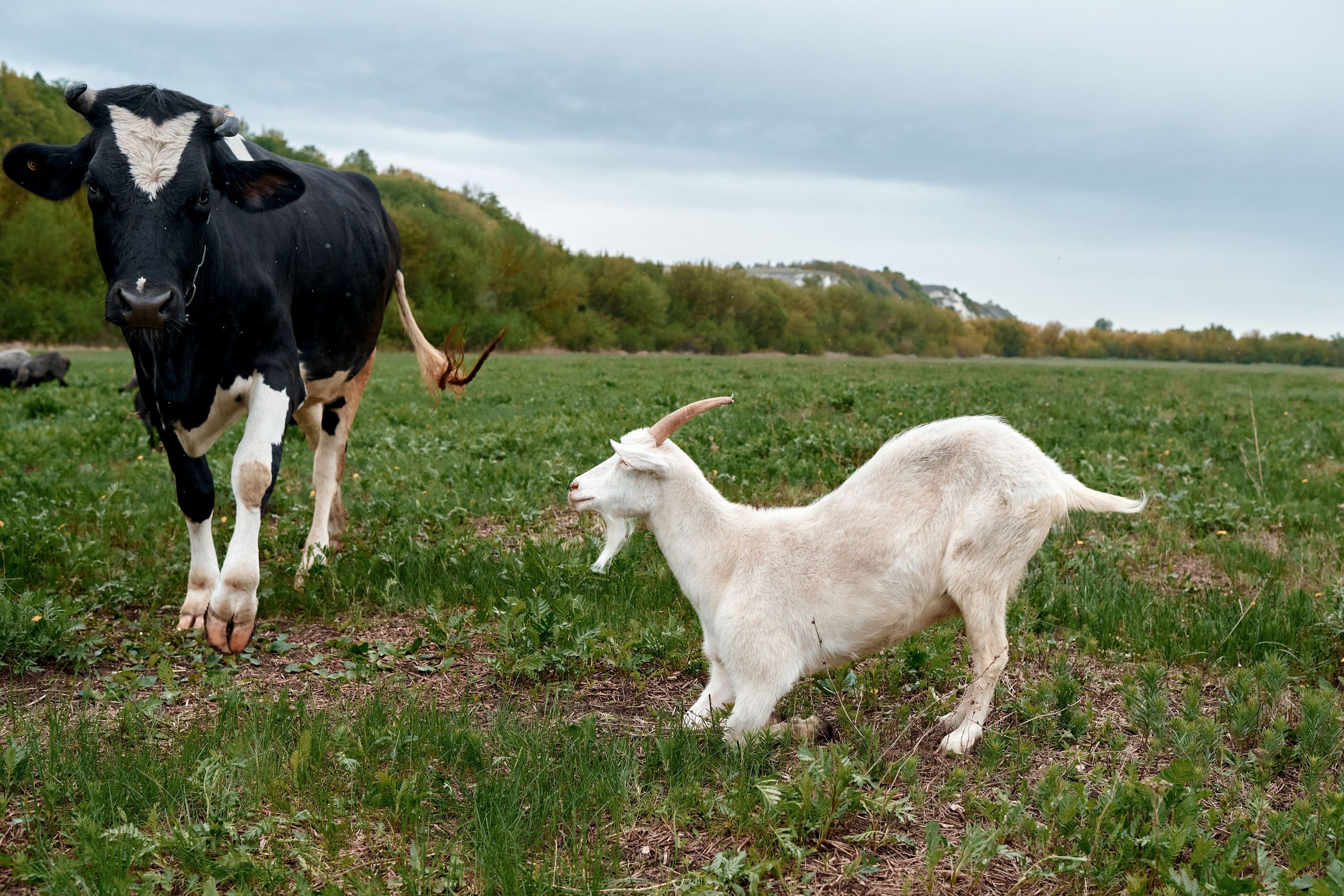 Дивногорский мужской монастырь. Фотограф в Воронеже Тазаева Светлана