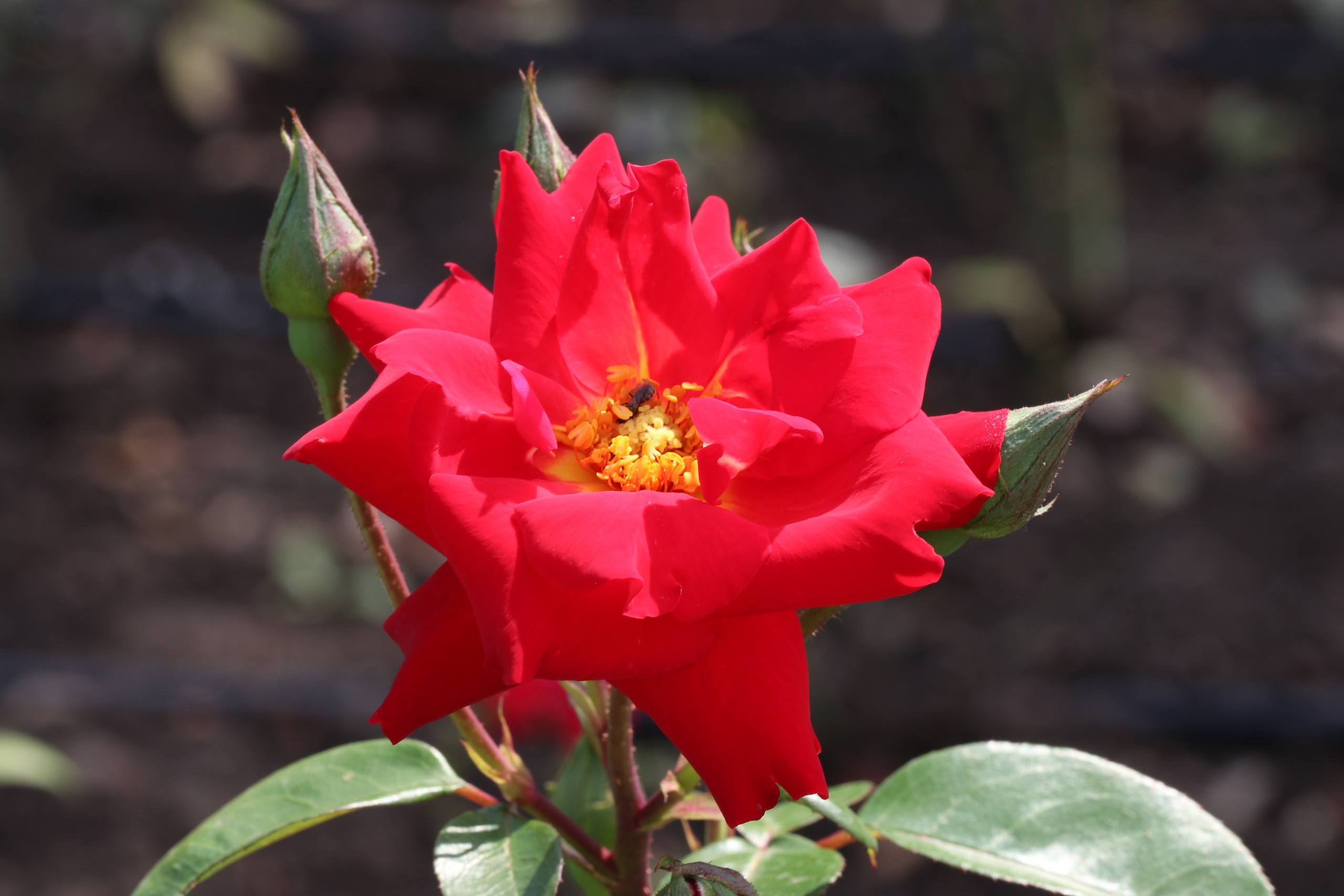Долина роз в Кисловодске. Фото-художник и Репортажный фотограф Николаев Александр Алексеевич